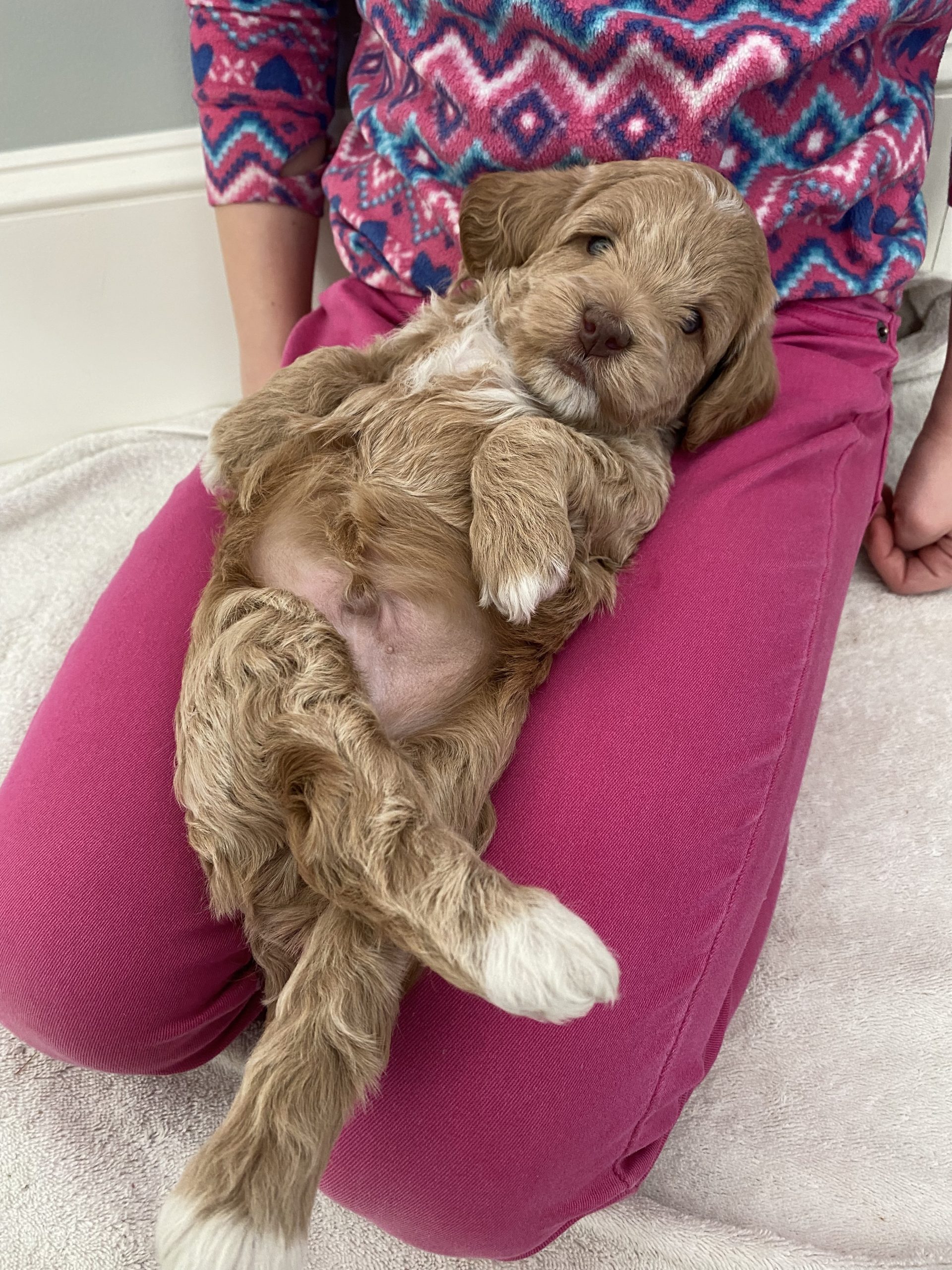 Biscuit relaxing on lap