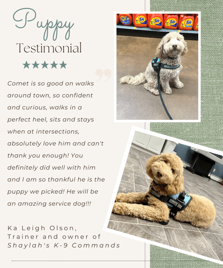 Puppy testimonial and pictures of service dog in vest from NY Dandy Doodles