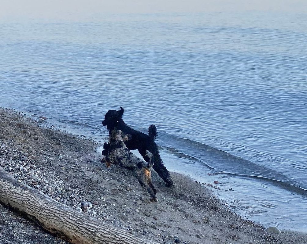 Black standard poodle running along rocky beach with a quad color merle mini goldendoodle.