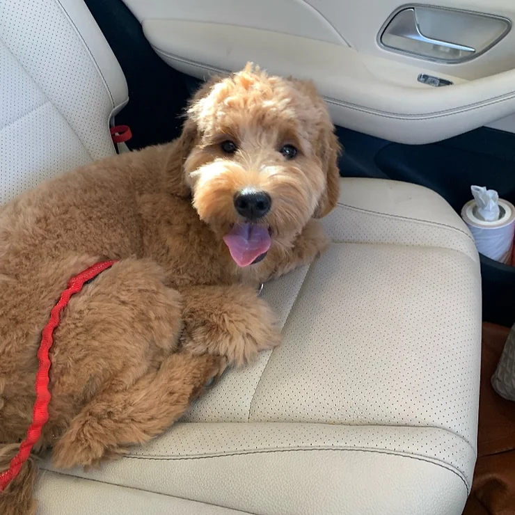 red goldendoodle puppy with fresh haircut riding in car