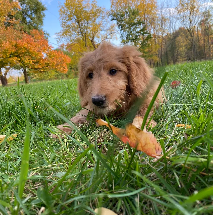 Red Godlendoodle puppy sitting in grass in fall with colorful foliage.