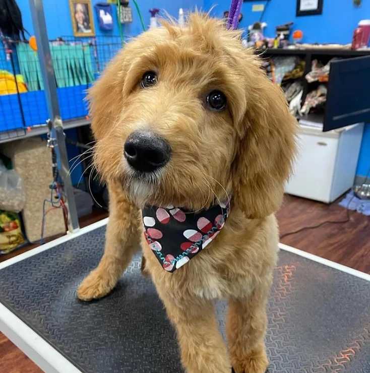 Red and white Goldendoodle puppy with new haircut on cutting table at groomer.