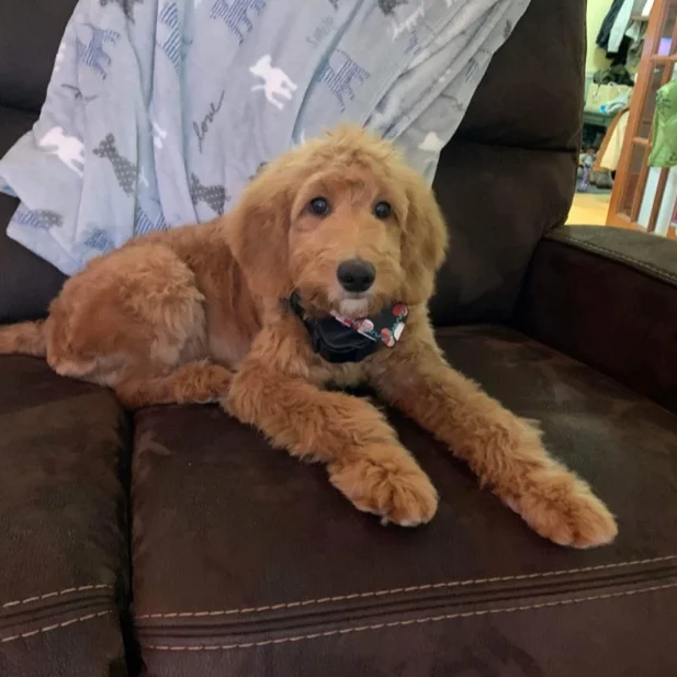 Red goldendoodle puppy with fresh haircut on black couch.