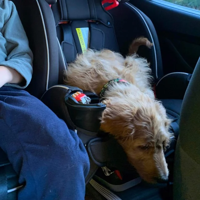 Red goldendoodle puppy asleep in child car seat in back of car.