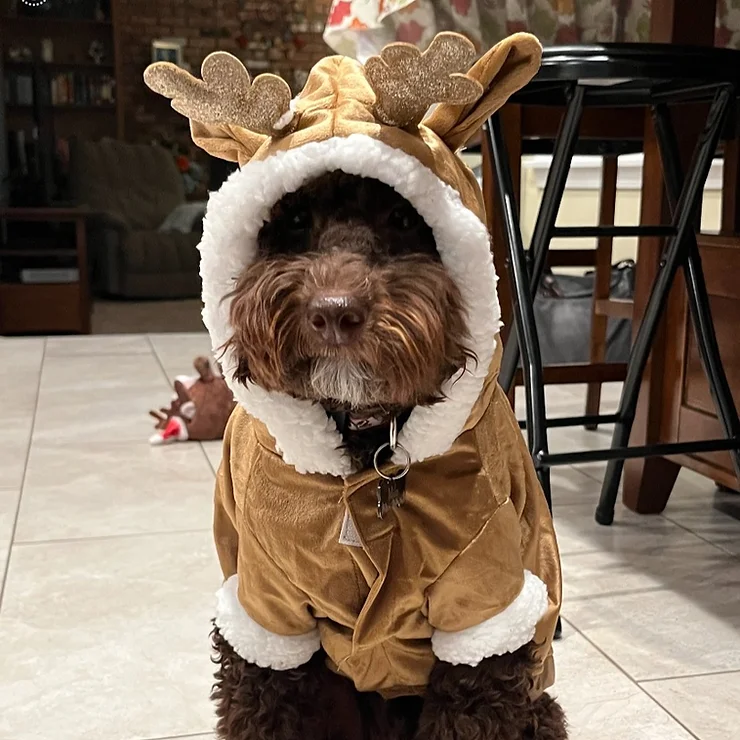 MILO CHRISTMAS SUIT