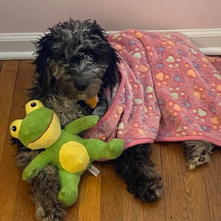 Black and gray merle Goldendoodle puppy with frog stuffed animal and pink paw print blanket on floor.