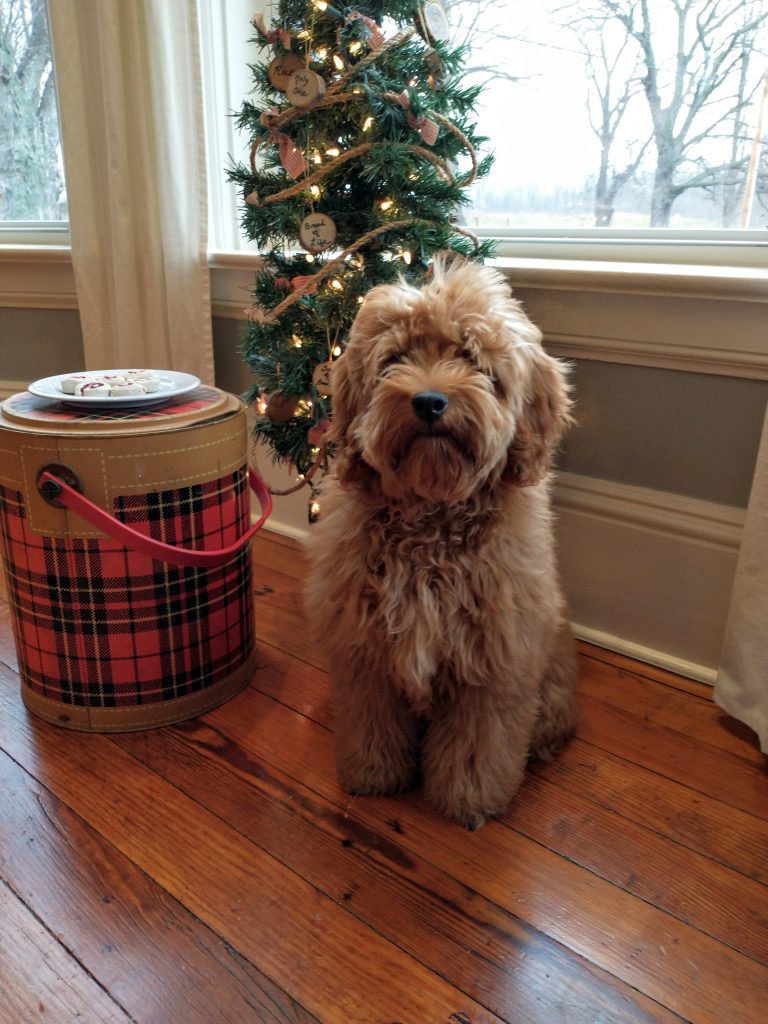 Fluffy red goldendoodle puppy sitting in front of small Christmas tree with plate of cookies for Santa by bay window.