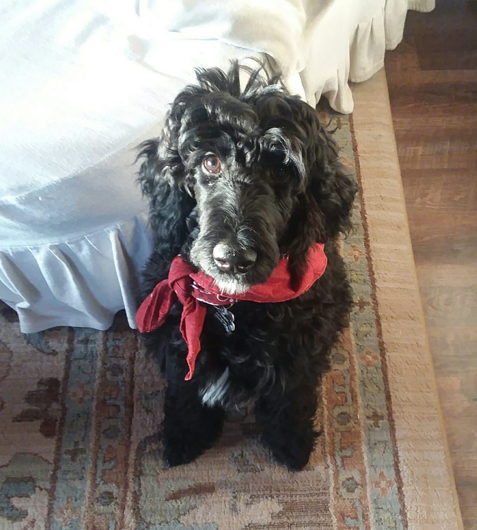 Fluffy loose curl black standard poodle white chin and chest on carpet in living room.
