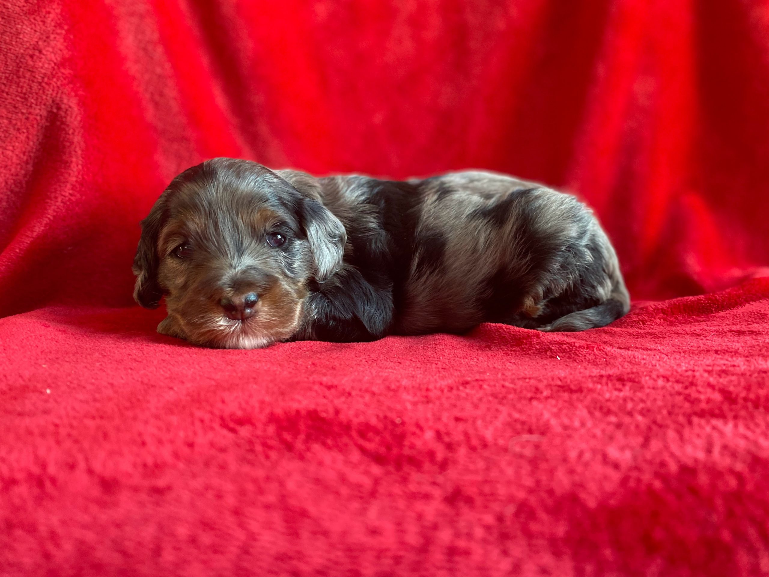 Quad colored merle mini goldendoodle puppy on red blanket.