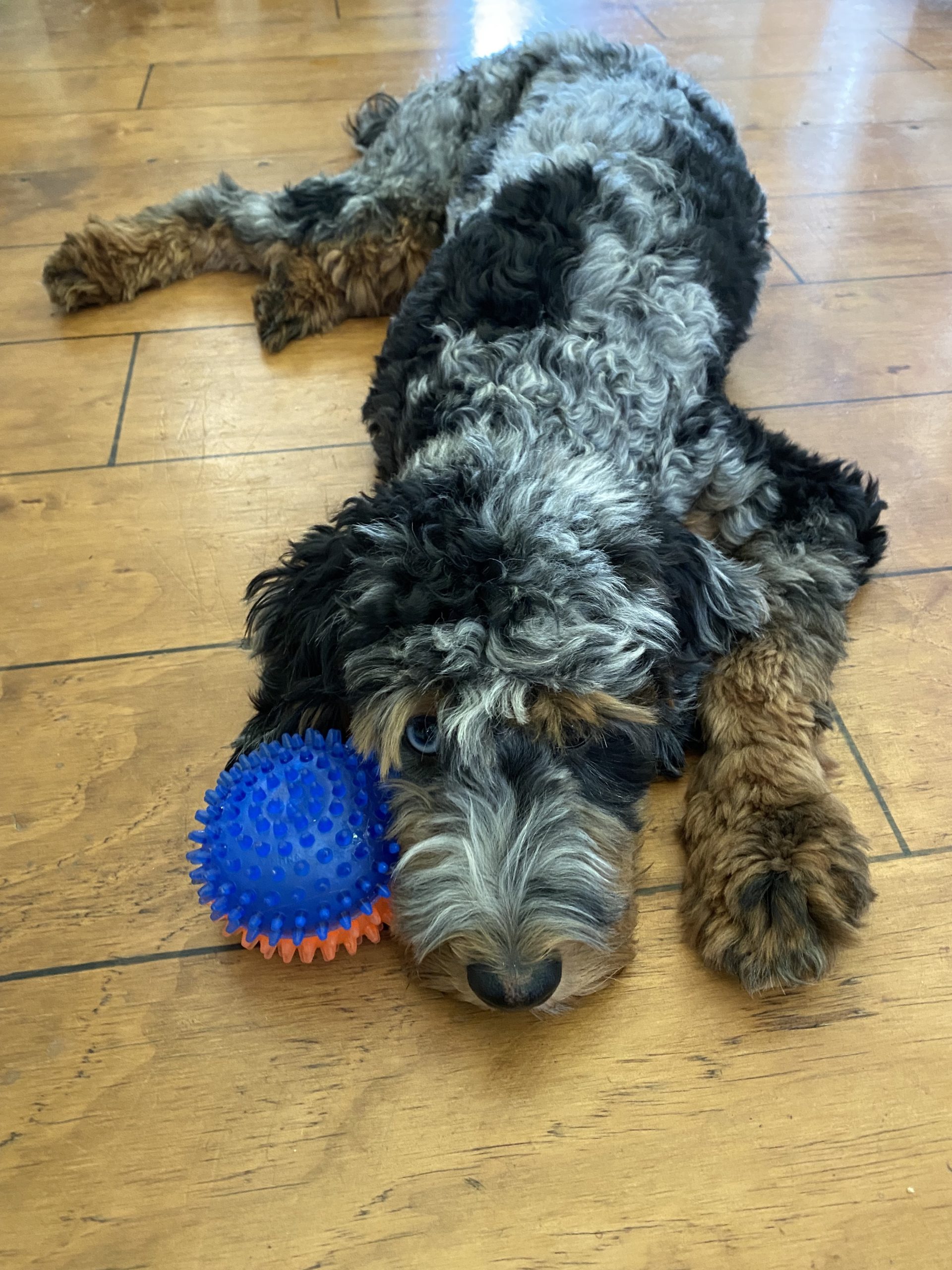 Quad color merle mini Goldendoodle with one blue eye laying on floor with blue and orange prickle ball.