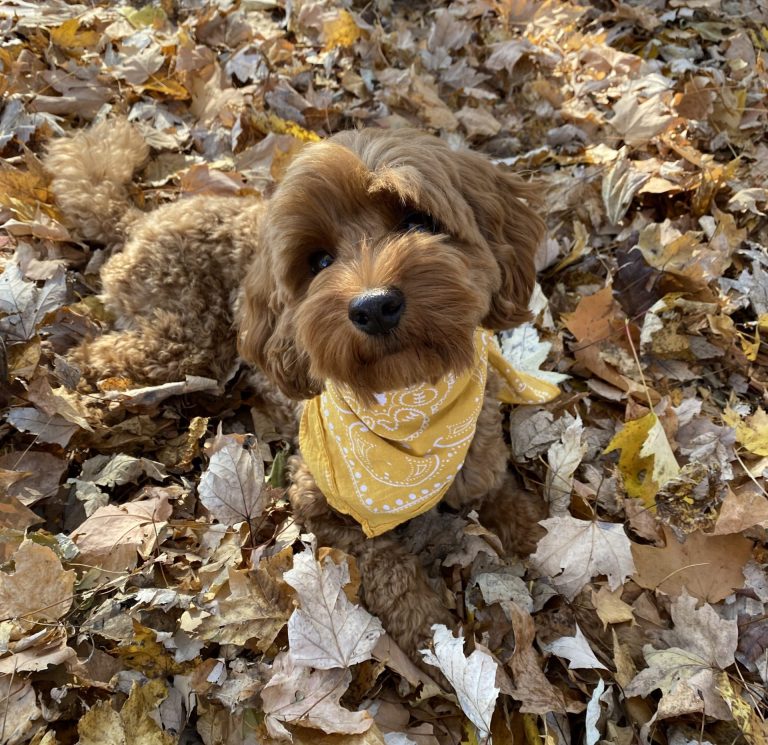 Adorable red mini Goldendoodle dog in yellow neckerchief in pile of gold and brown leaves.