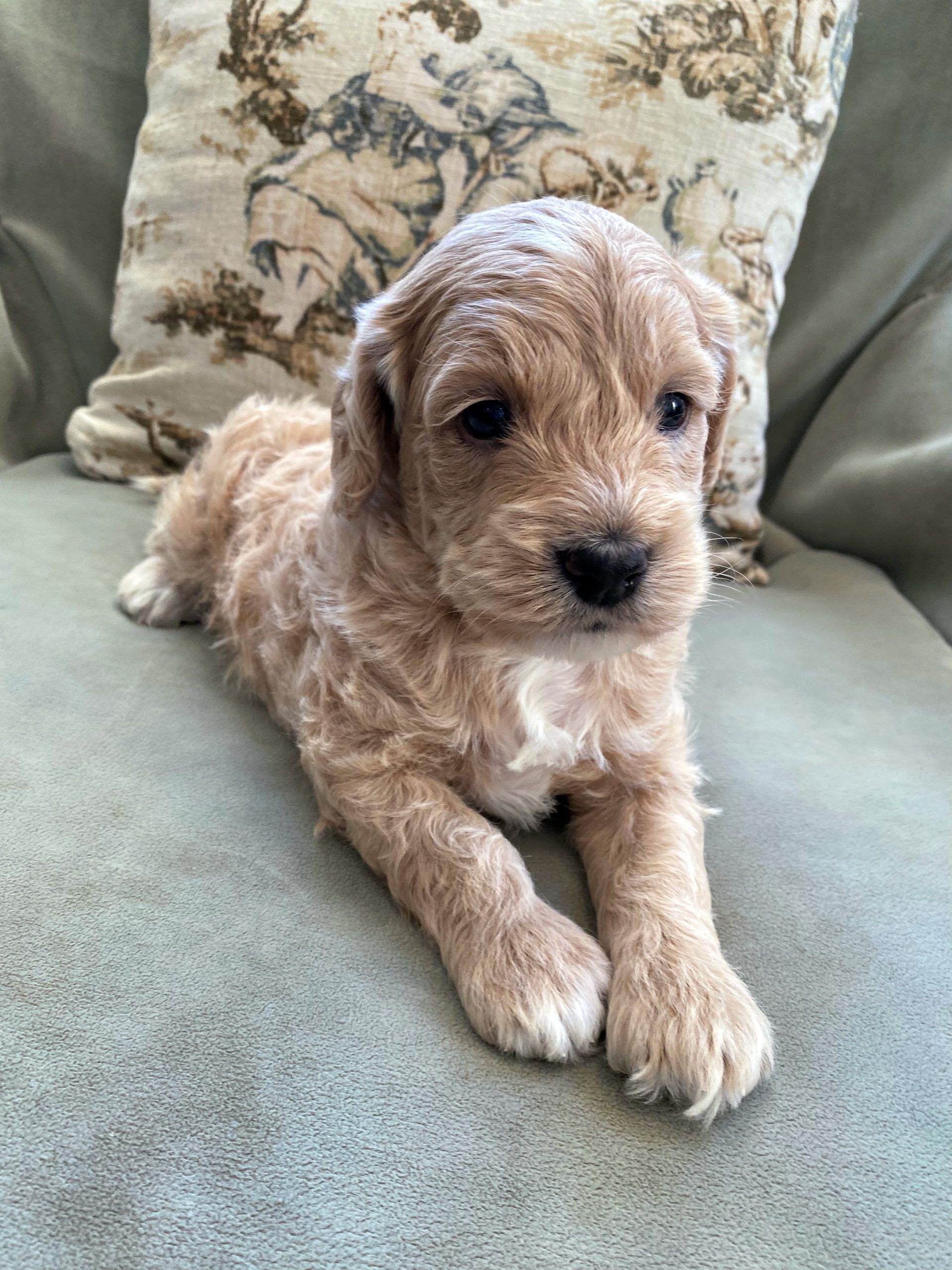 Our Goldendoodle Puppy's First Day Home