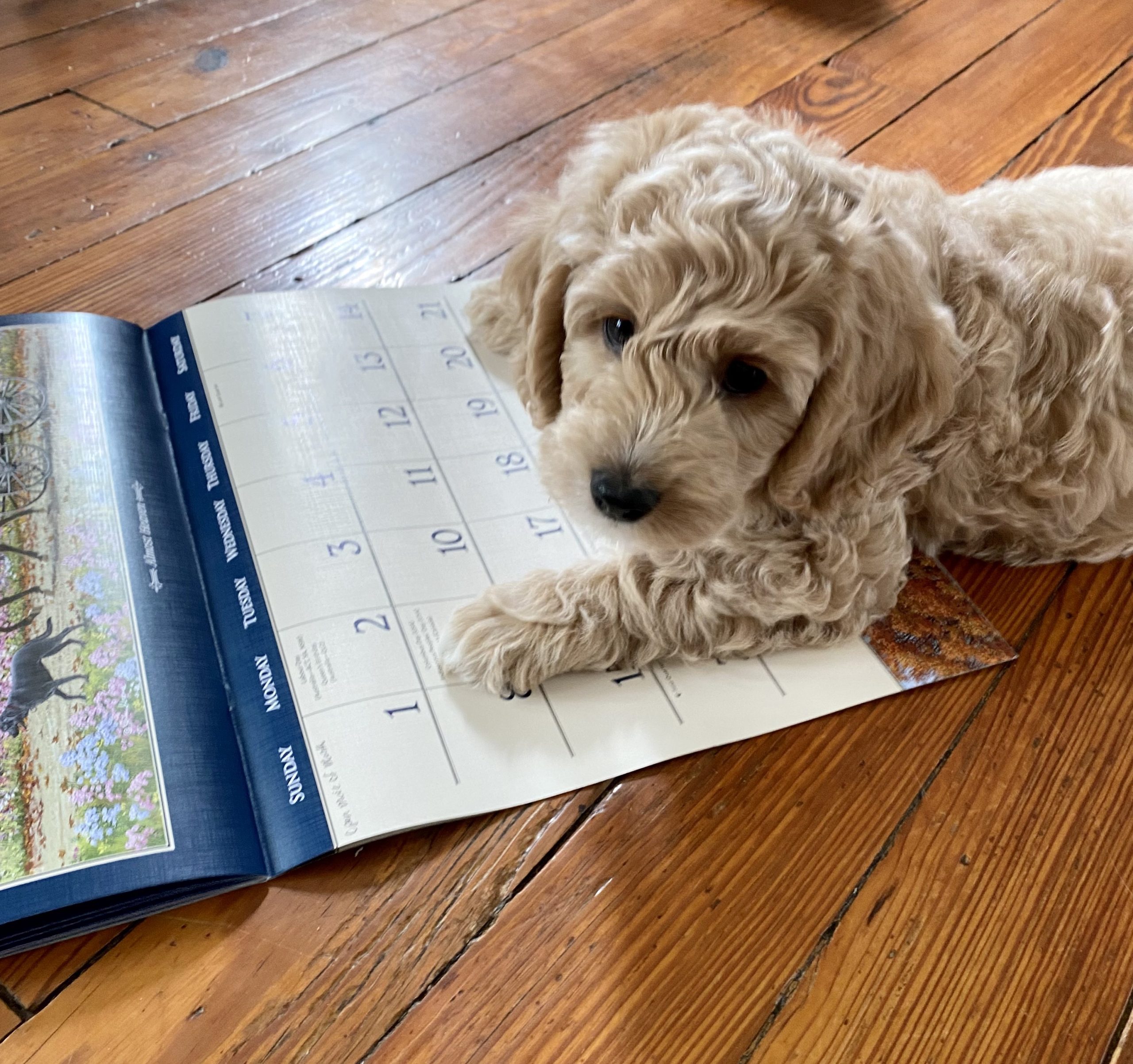 Cream colored mini Goldendoodle puppy sitting with paw on calendar on floor.