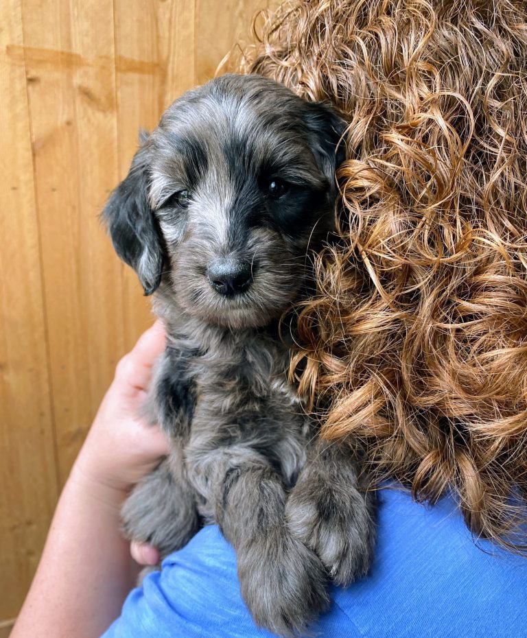 Medium merle Goldendoodle puppy, 5 weeks old, resting on shoulder or curly haired woman