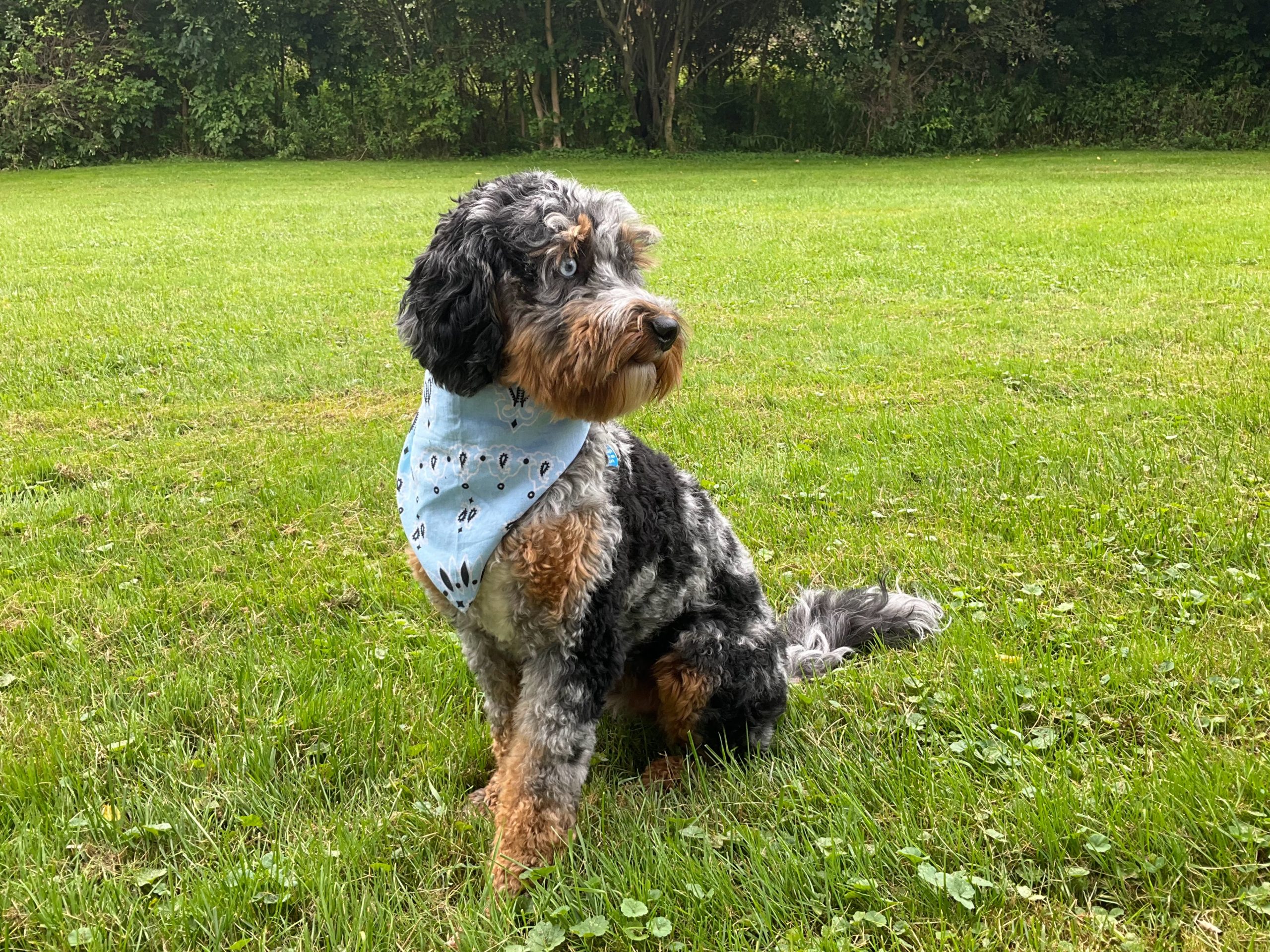 NY Dandy Doodles' Quad color, multicolor merle mini Goldendoodle male dog sitting in the grass