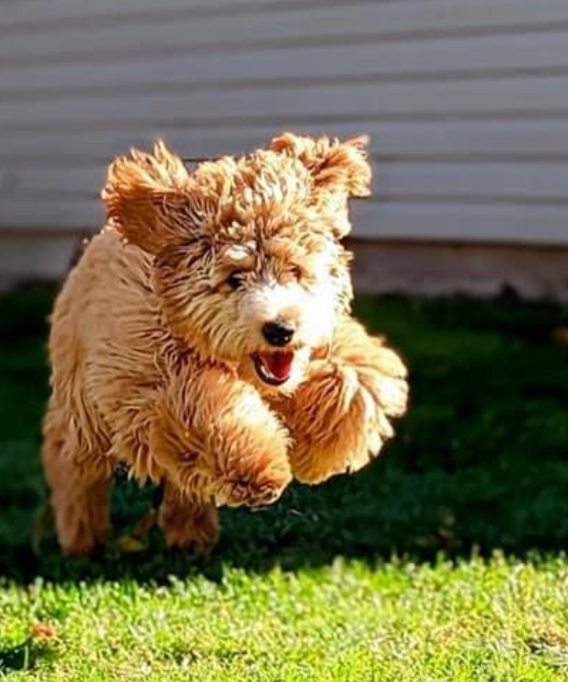 Mini Goldendoodle NY Dandy Doodles