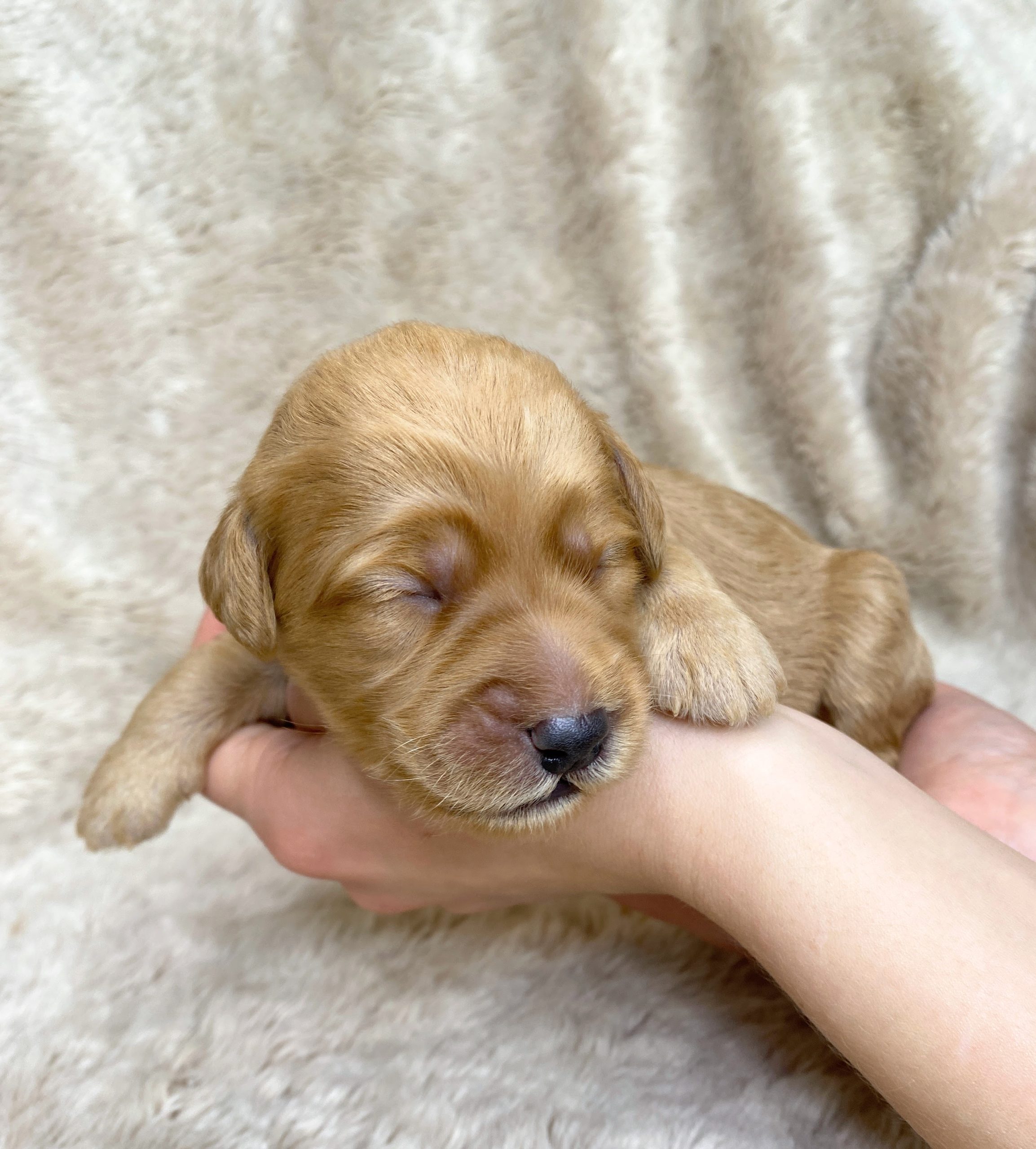 Mini Goldendoodle puppies for sale NY Dandy Doodles