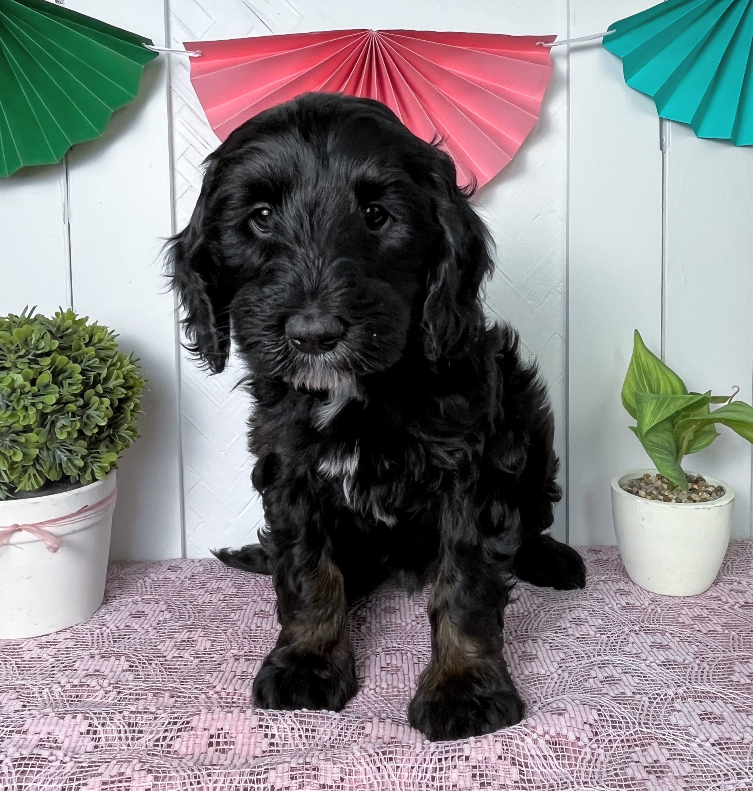 NY Dandy Doodles Goldendoodle puppies for sale