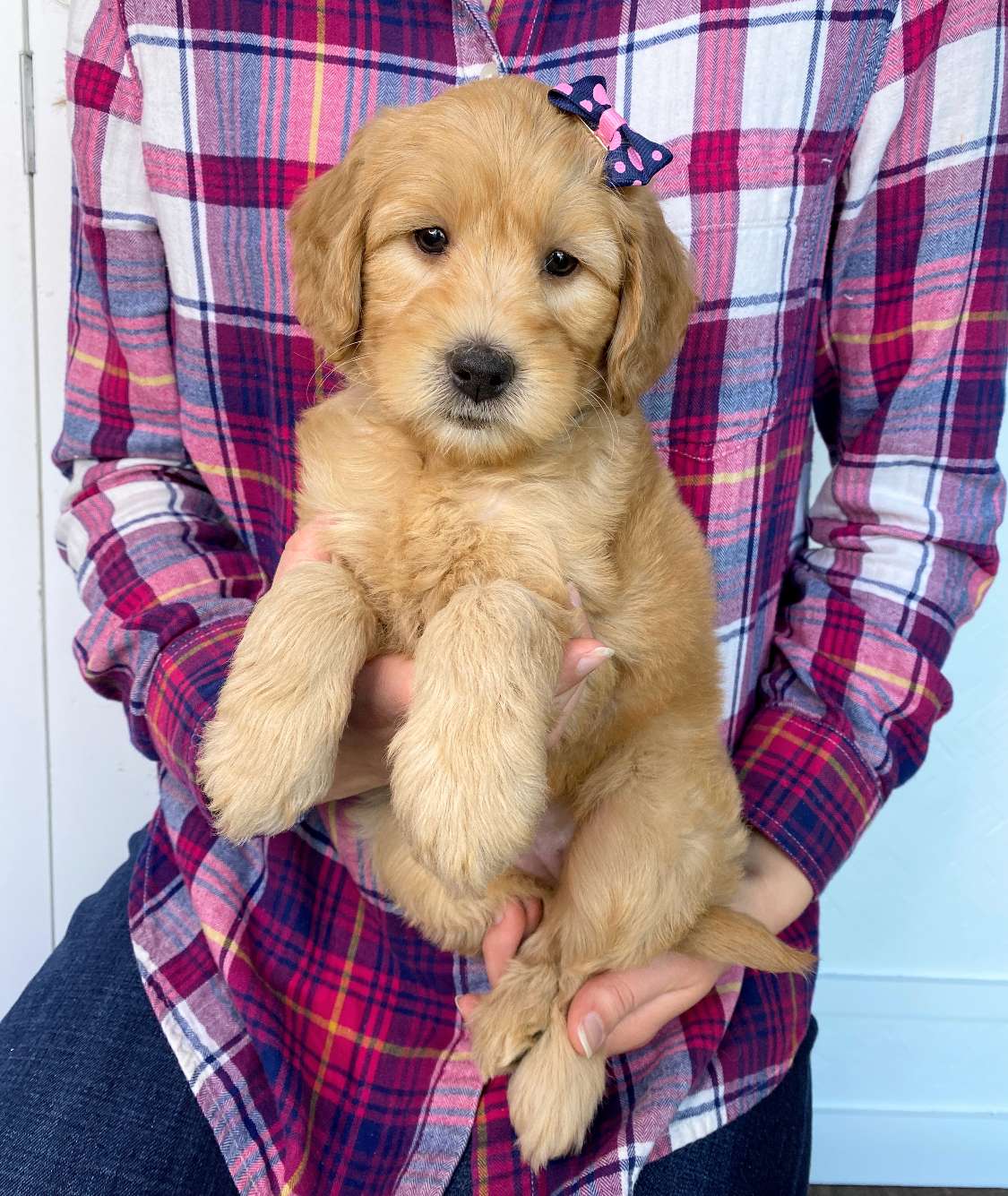 Chevelle F 6 wks Izzy