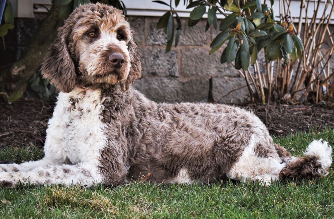 Standard Goldendoodles NY Dandy Doodles
