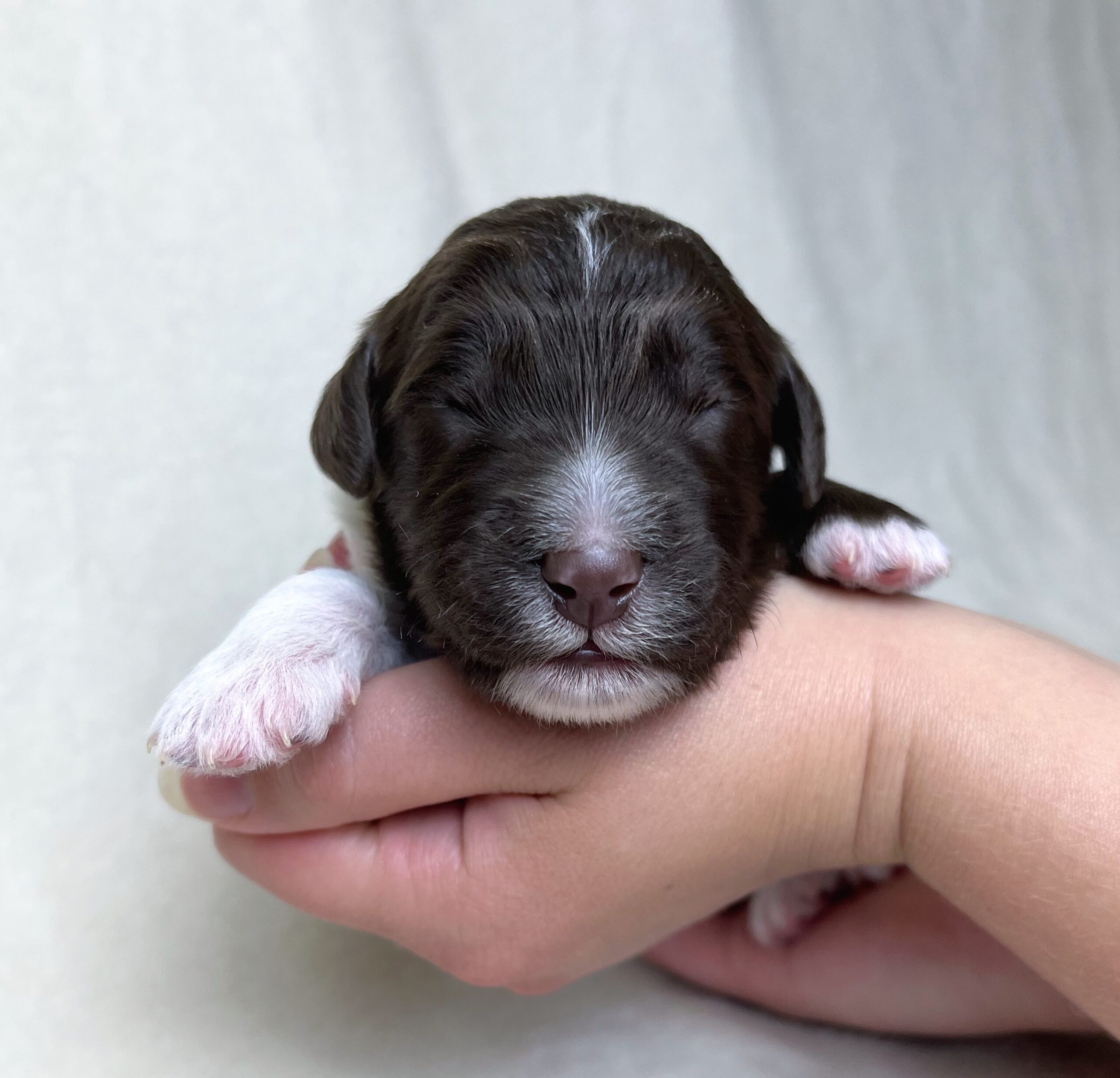 Cadbury M 1 wk 2-4
