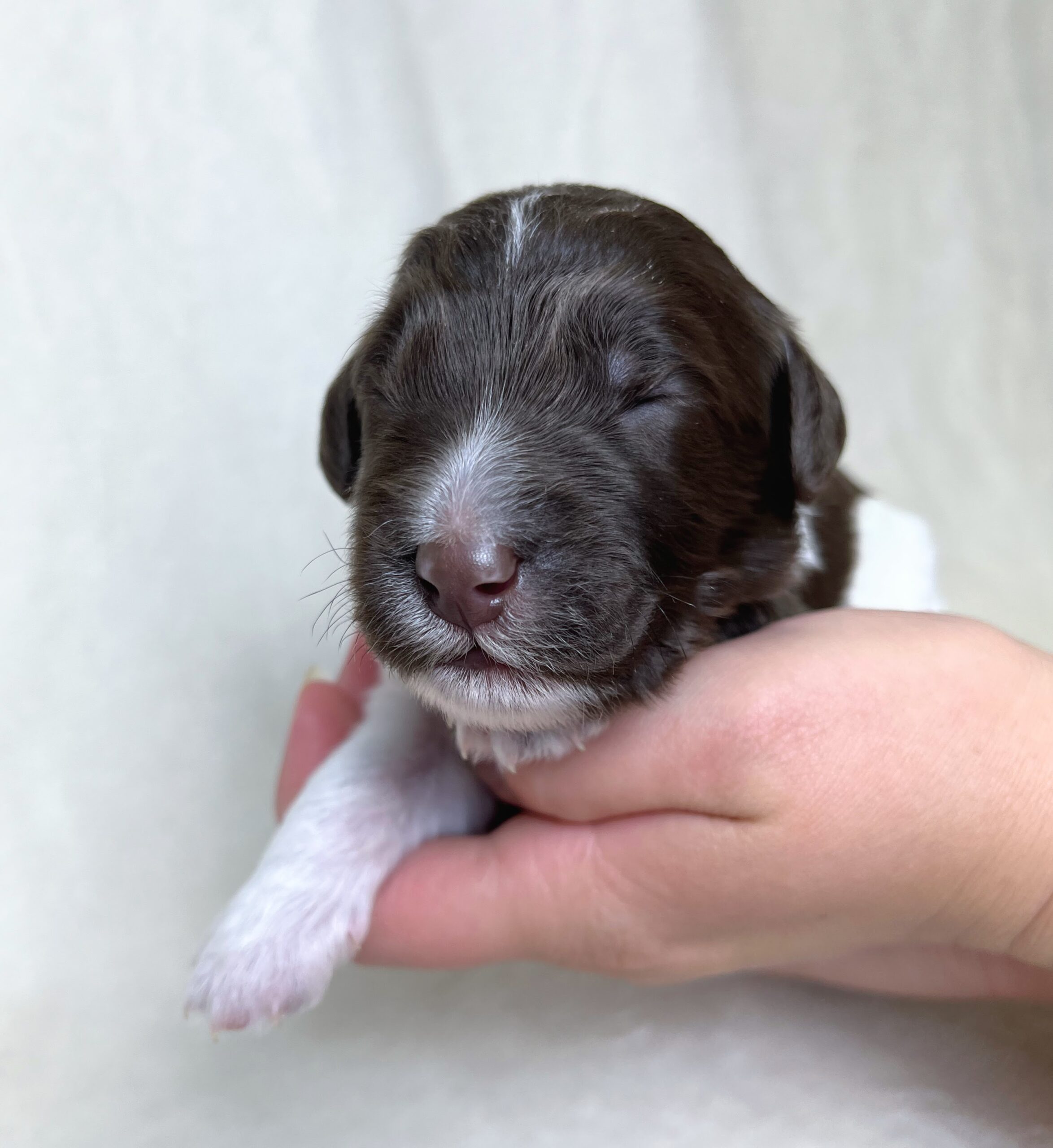 Cadbury M 1 wk 3-4