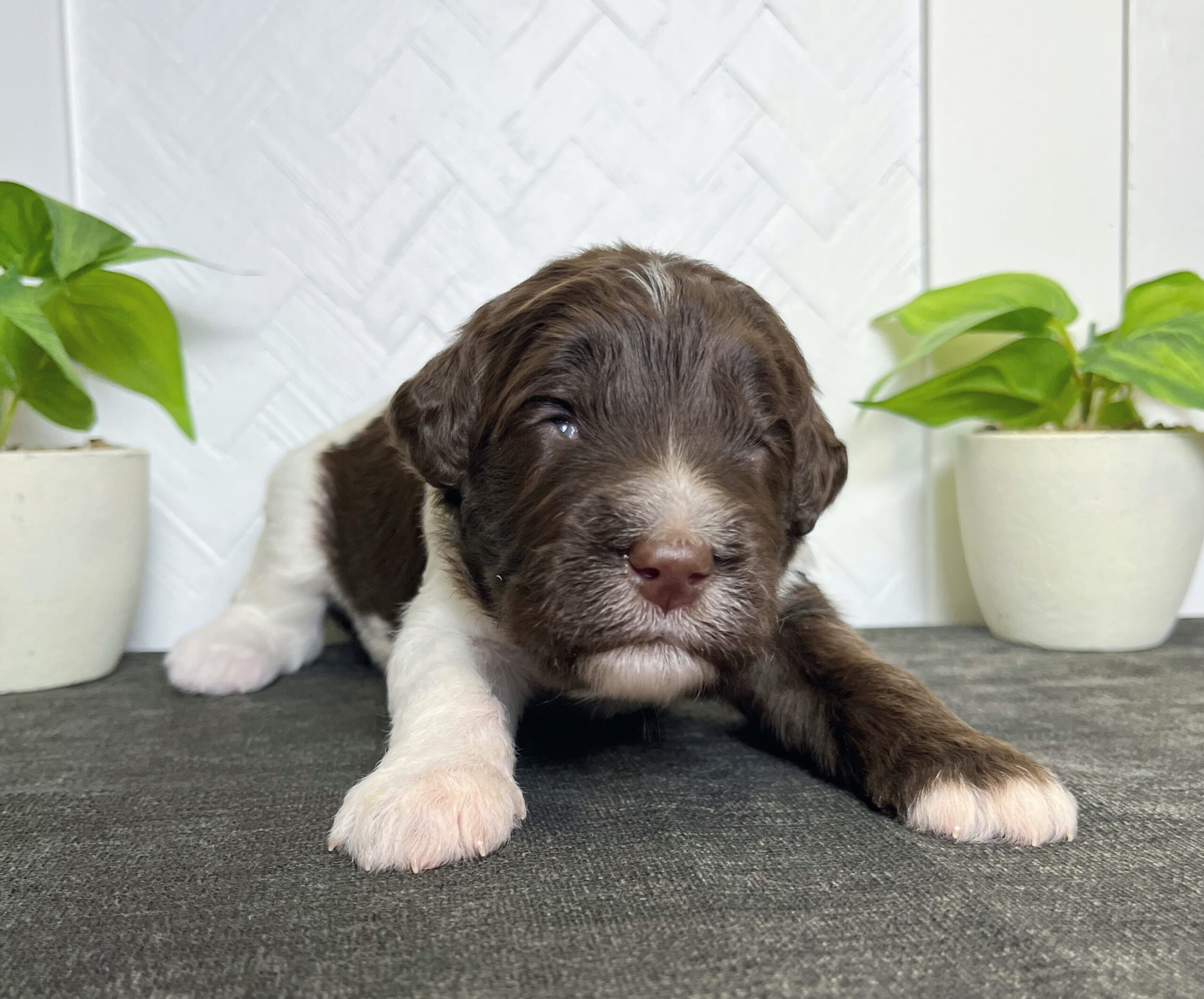Standard Goldendoodle puppies for sale NY Dandy Doodles