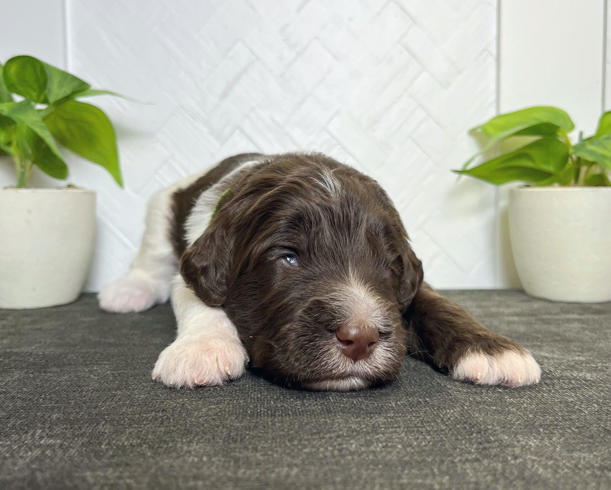 Cadbury M 2 wks 3-3