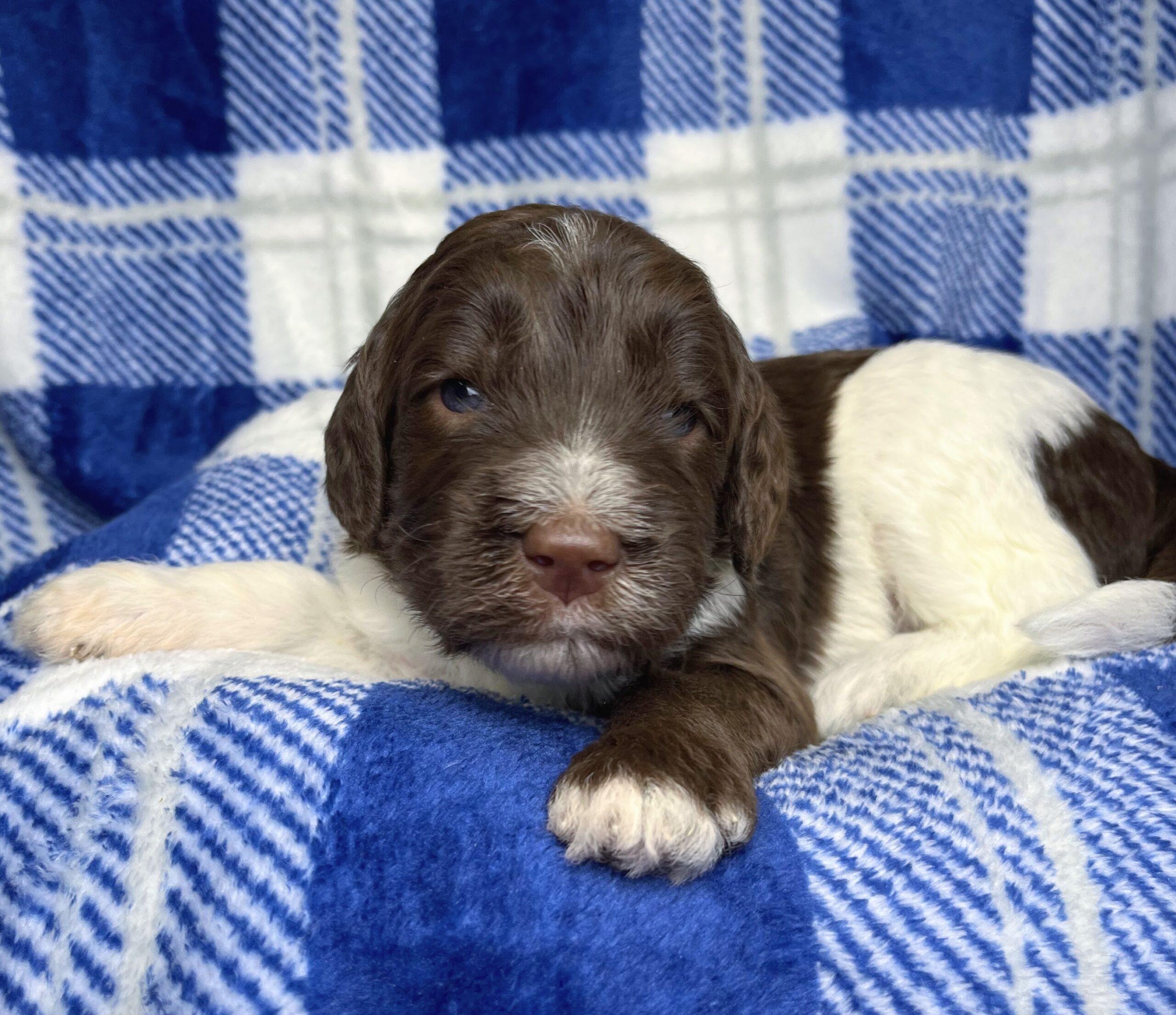 NY Dandy Doodles Standard Goldendoodle puppies for sale Rochester New York City Syracuse Albany Buffalo