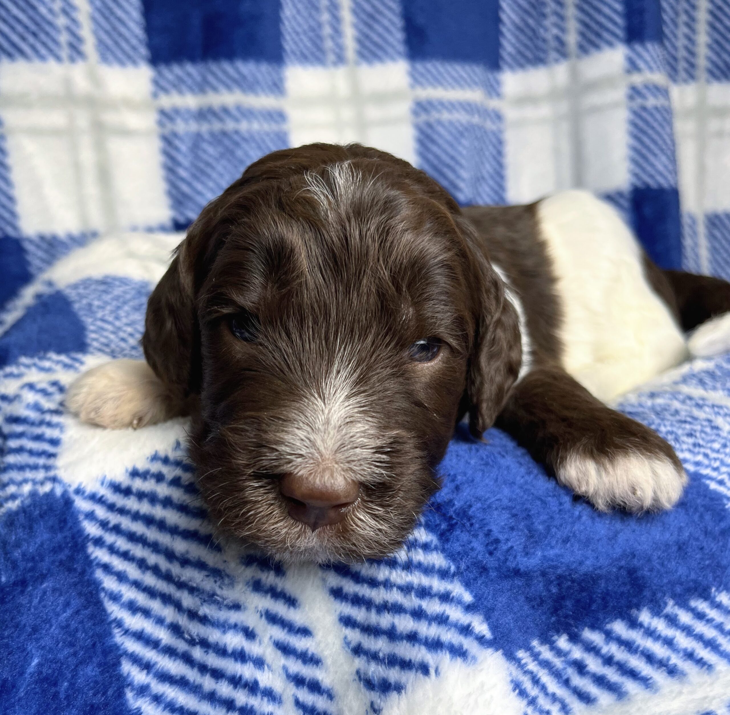 Cadbury M 3 wks 3-3