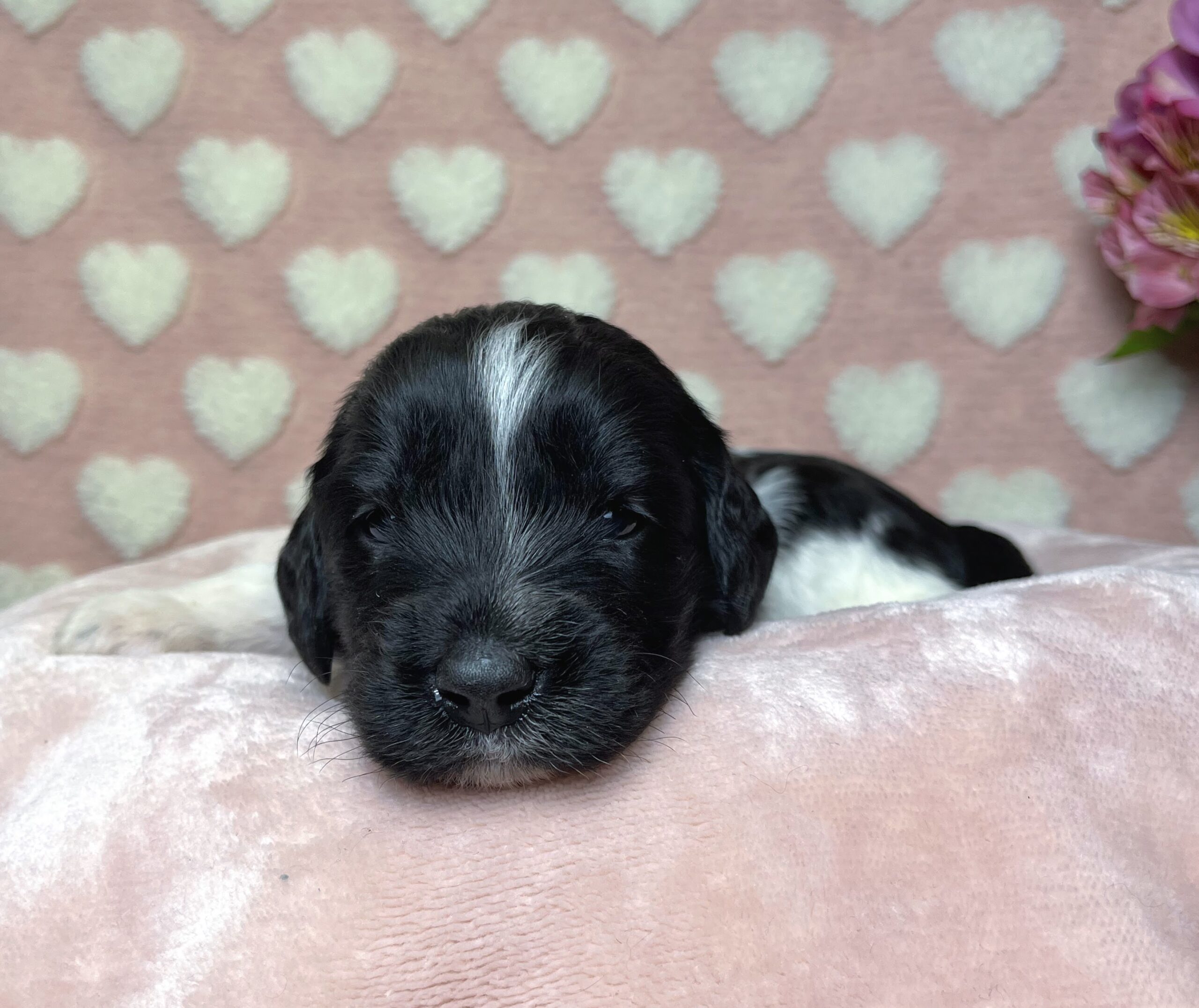 NY Dandy Doodles family raised Goldendoodle puppies for sale