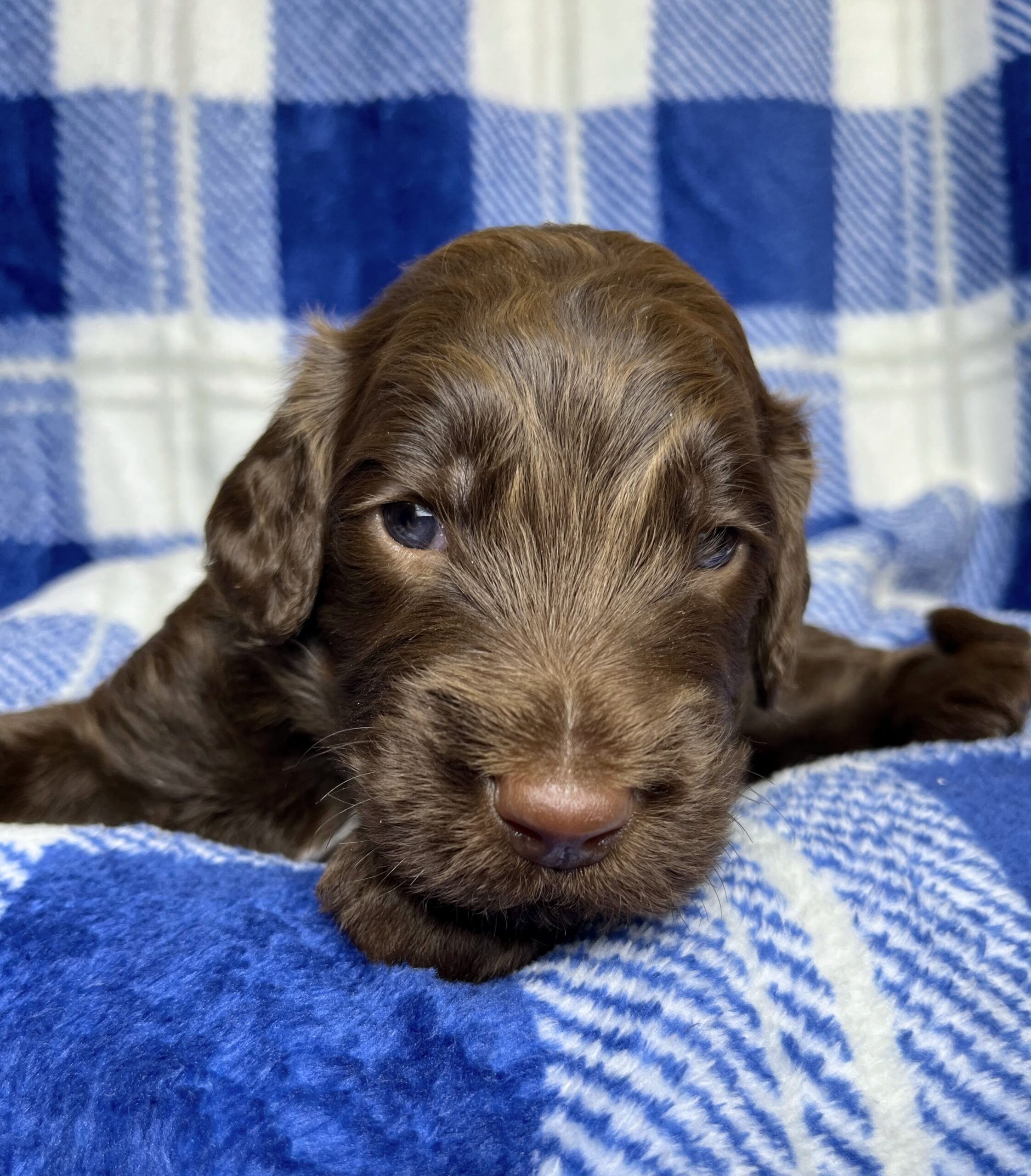 Hershey M 3 wks 2-3