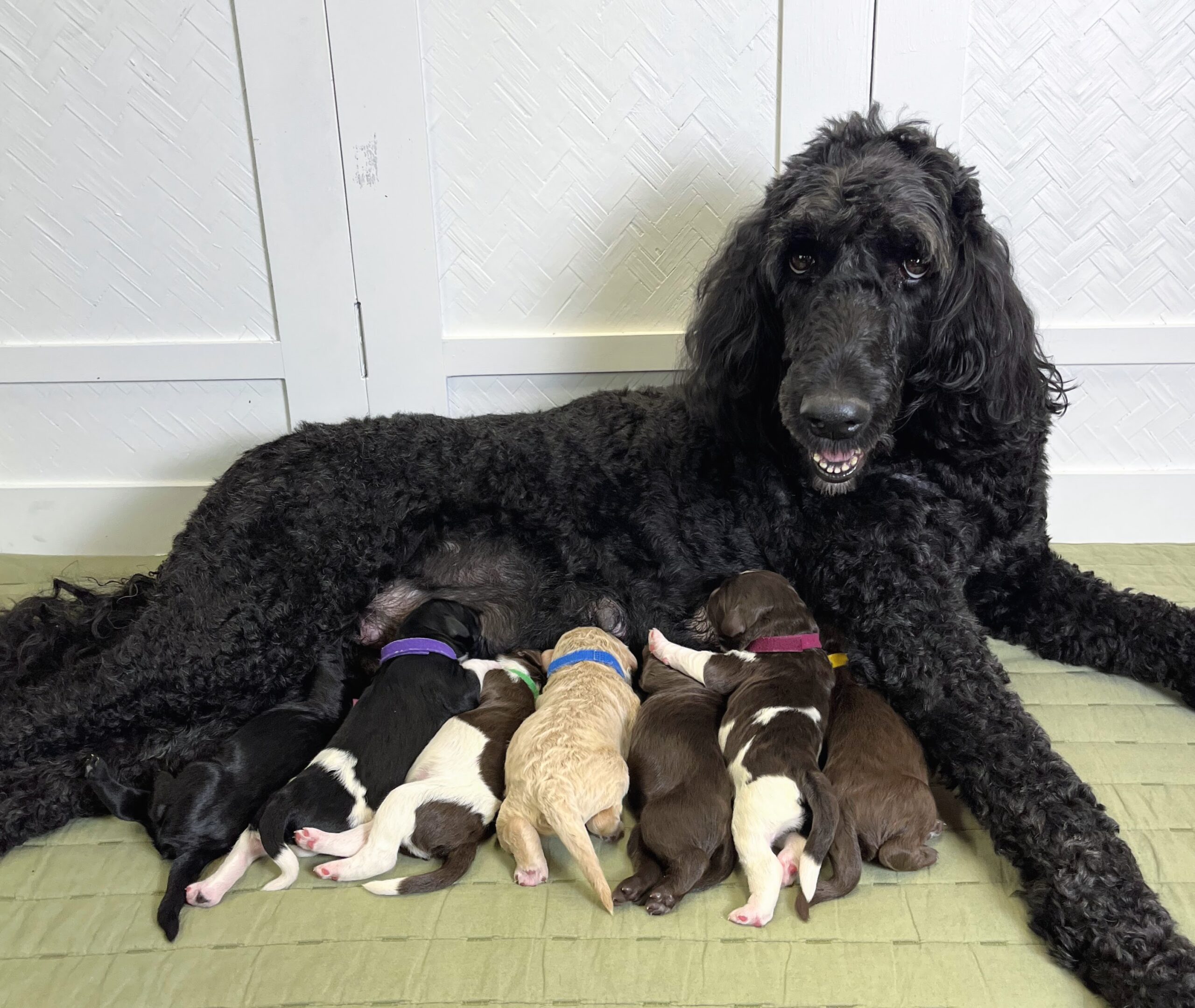 Standard Goldendoodles NY Dandy Doodles