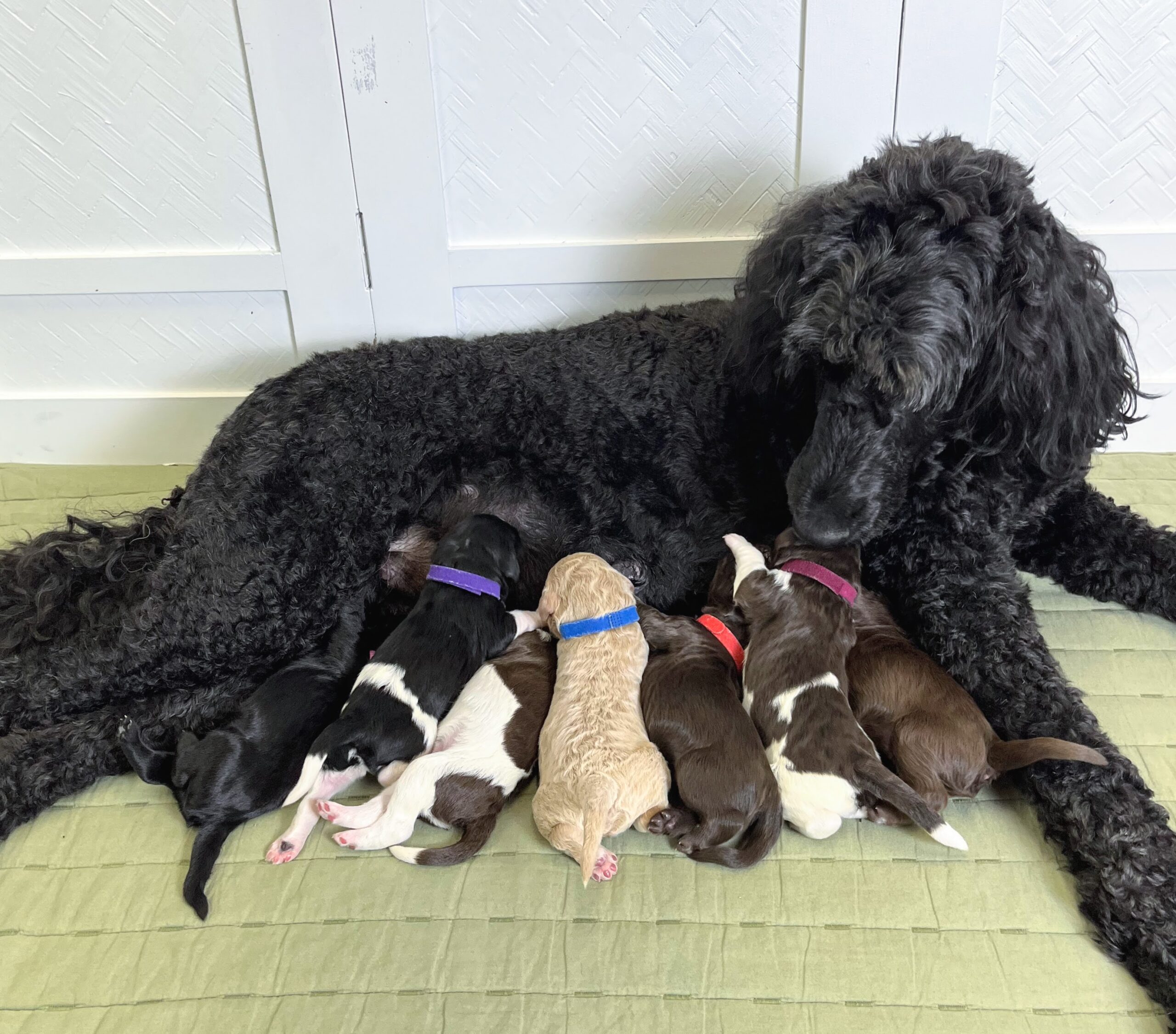 Kora pups 2-4 26