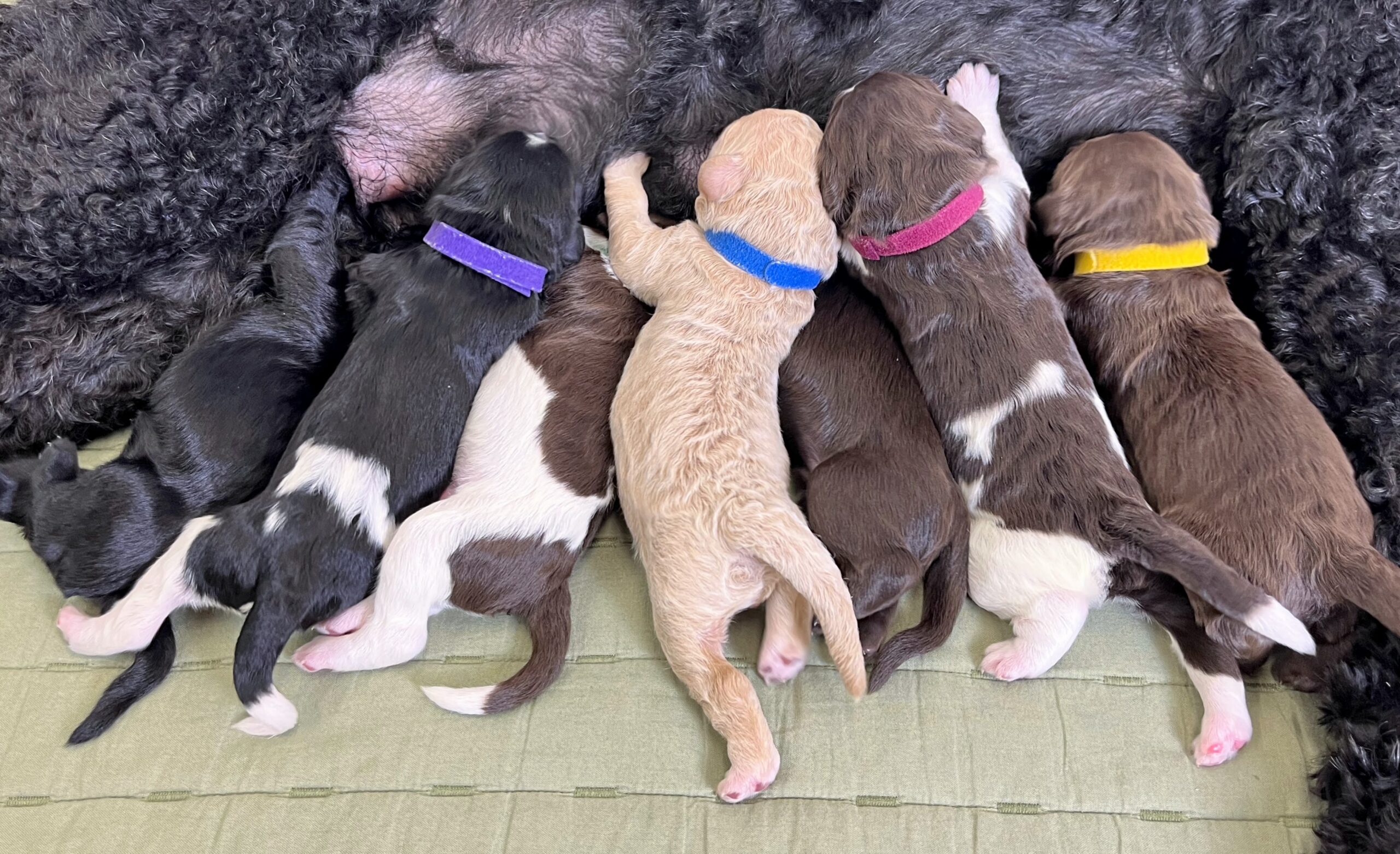 Standard Goldendoodles NY Dandy Doodles