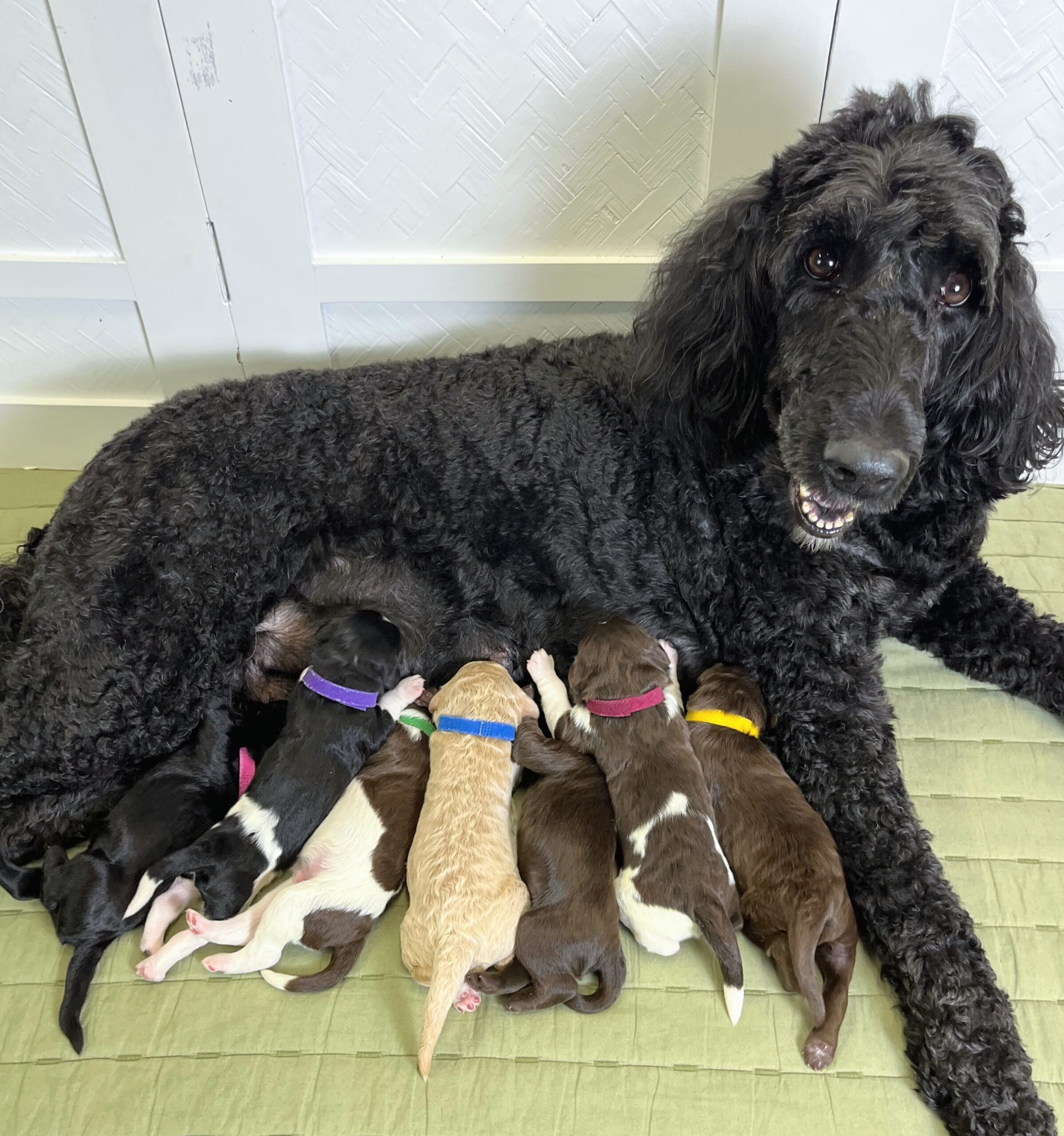 Kora pups 3-4 26