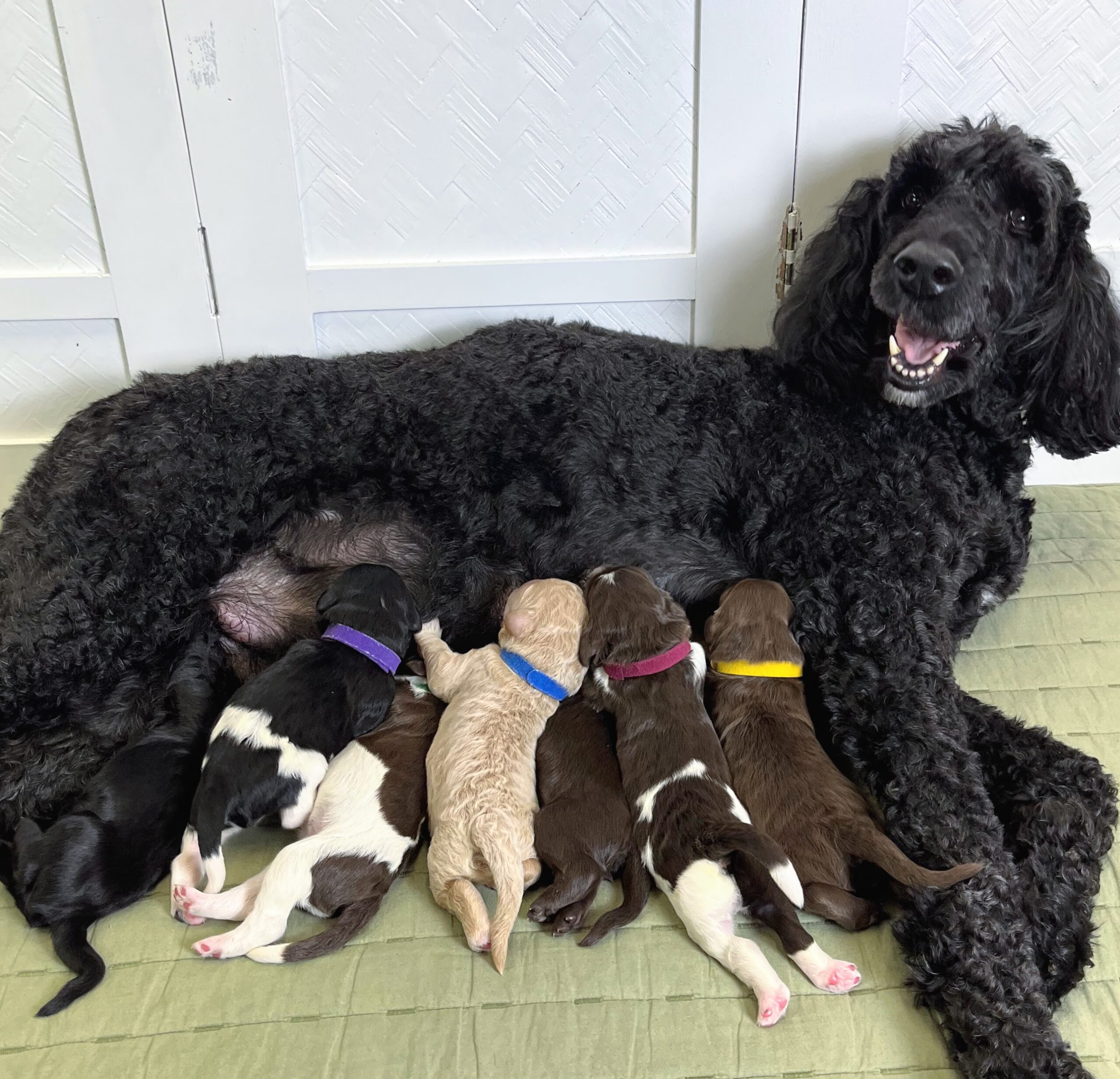 Kora pups 4-4 26