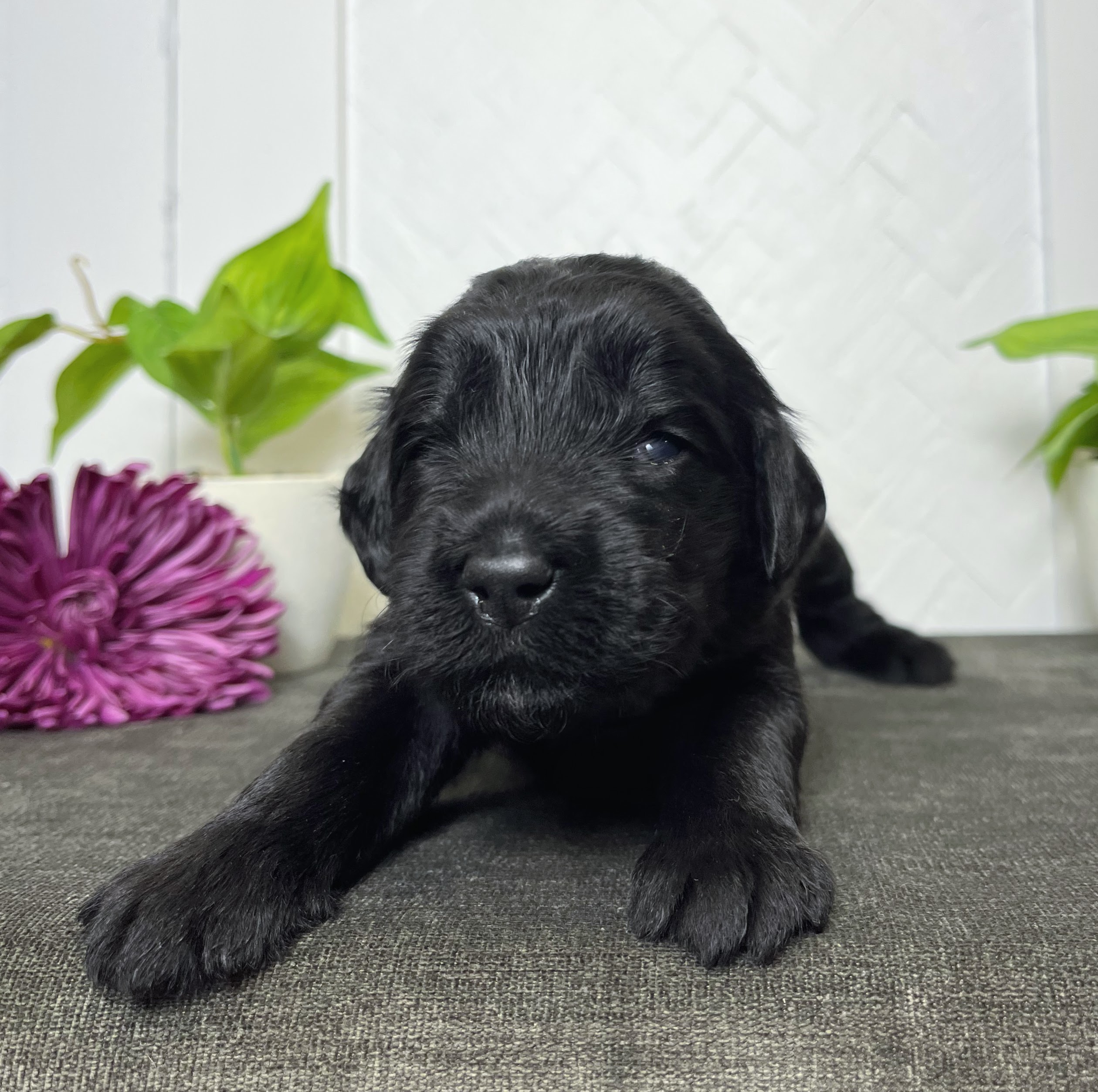 Praline 2 wks 3-3