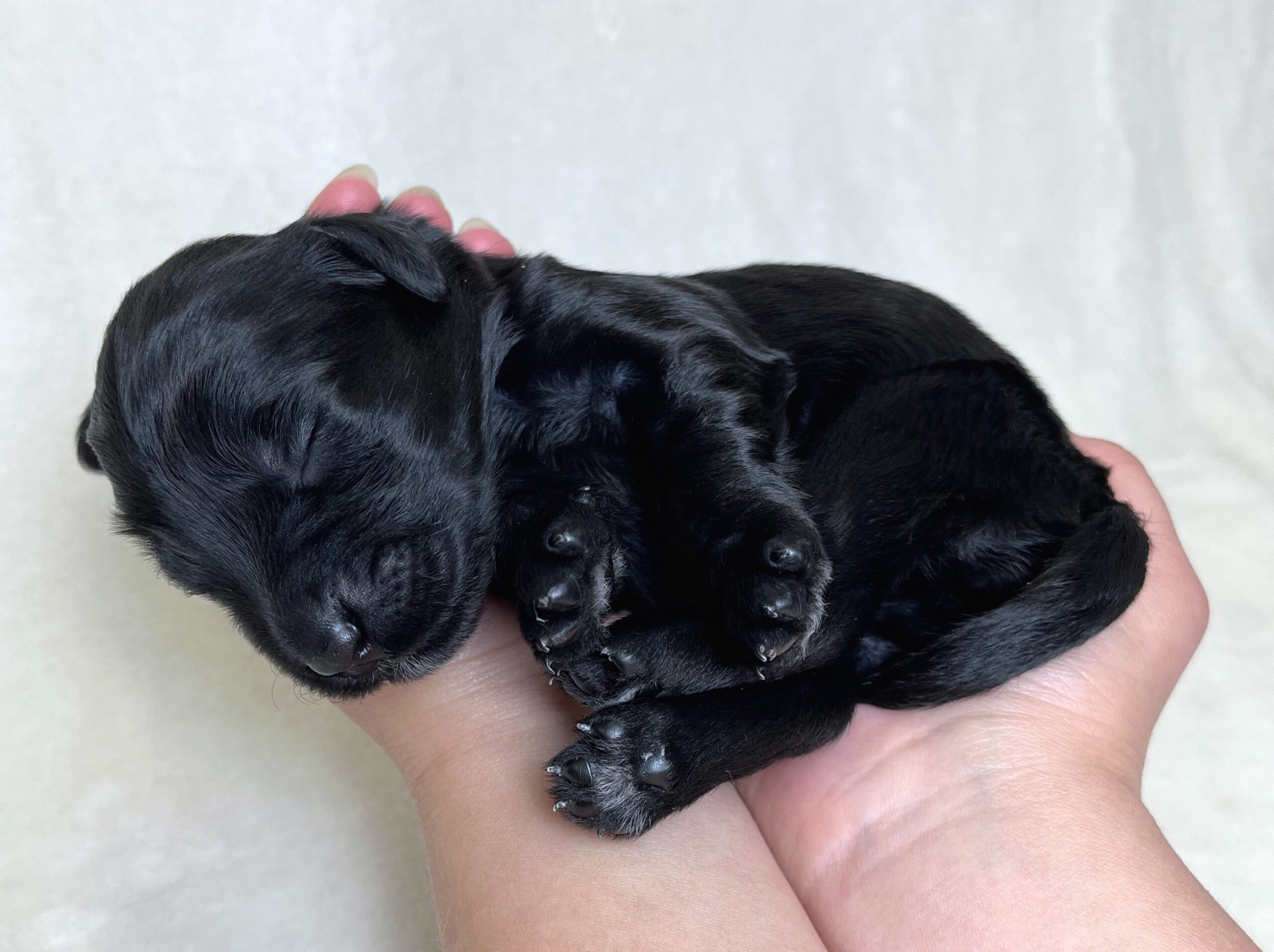 Praline F 1 wk 3-4