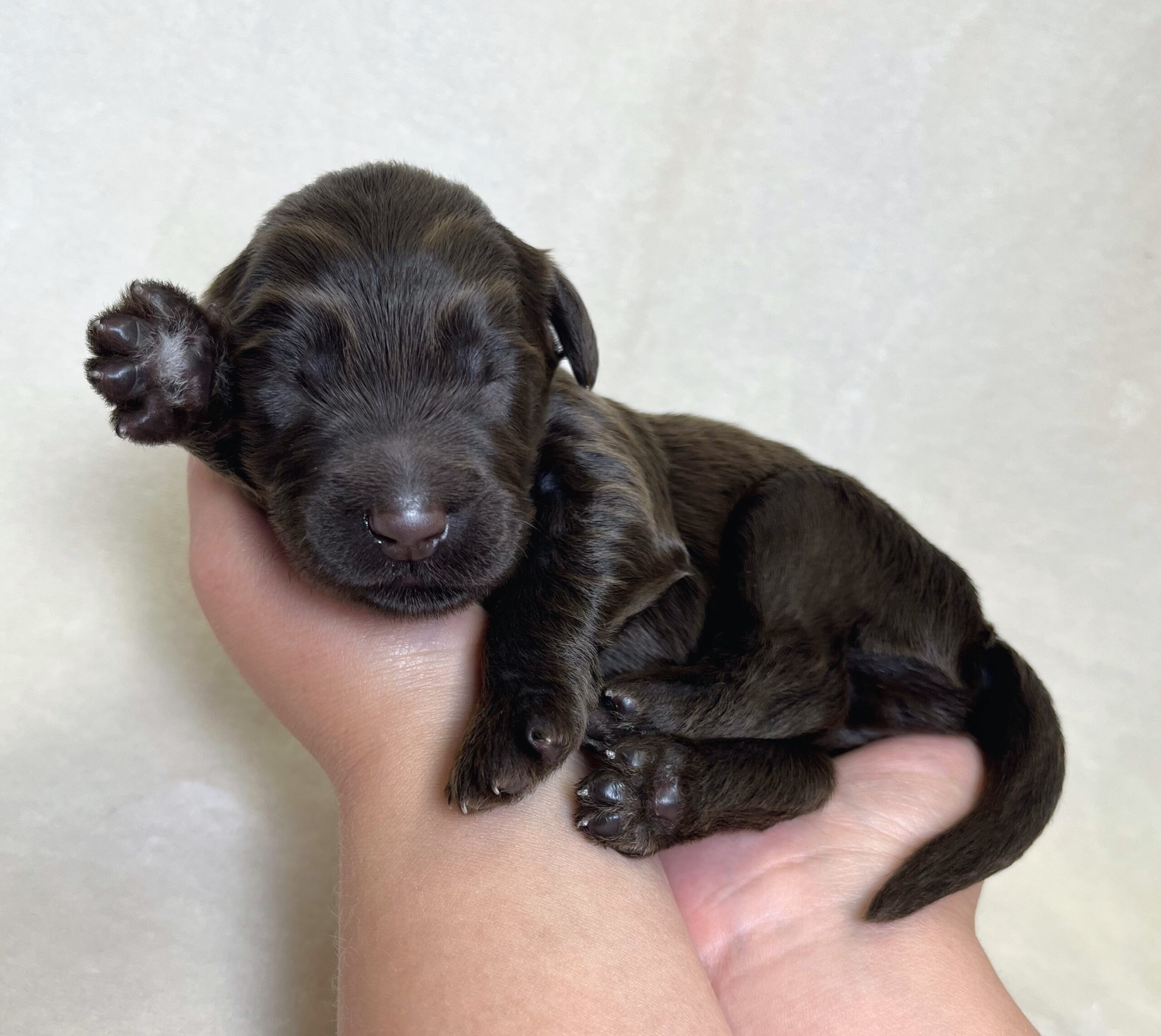 Reese M 1 wk 3-4