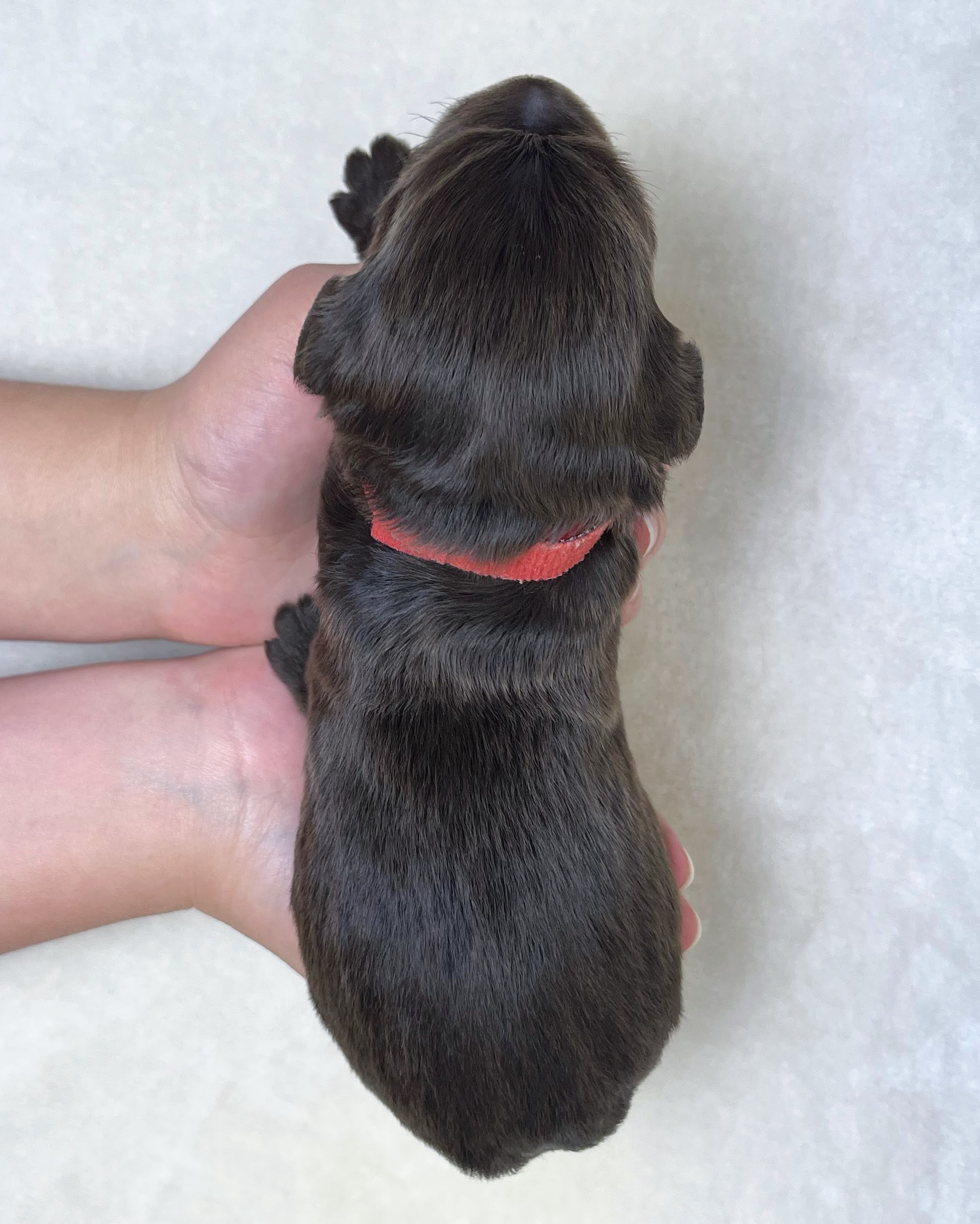 Reese M 1 wk 4-4