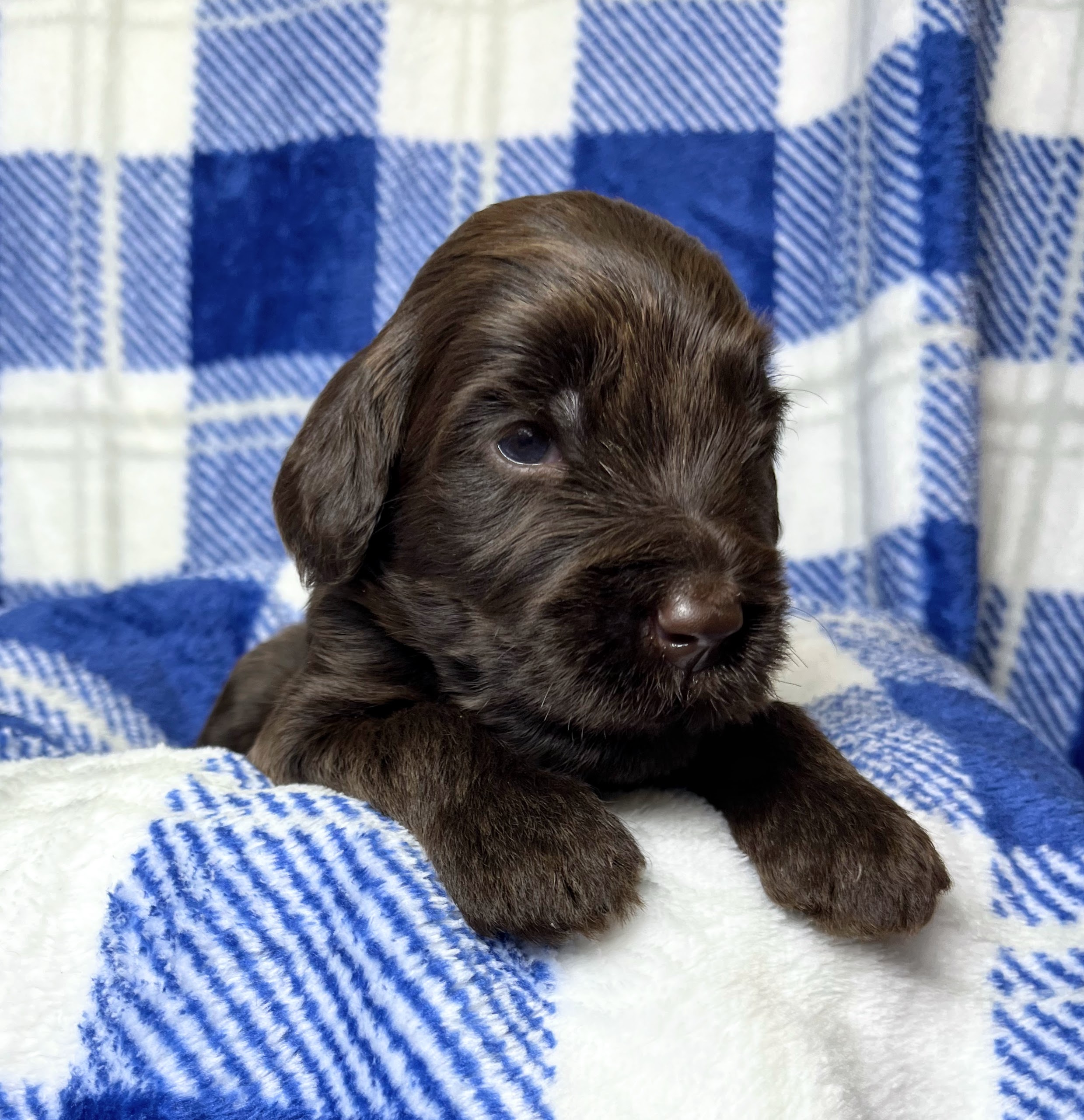 Reese M 3 wks 2-3
