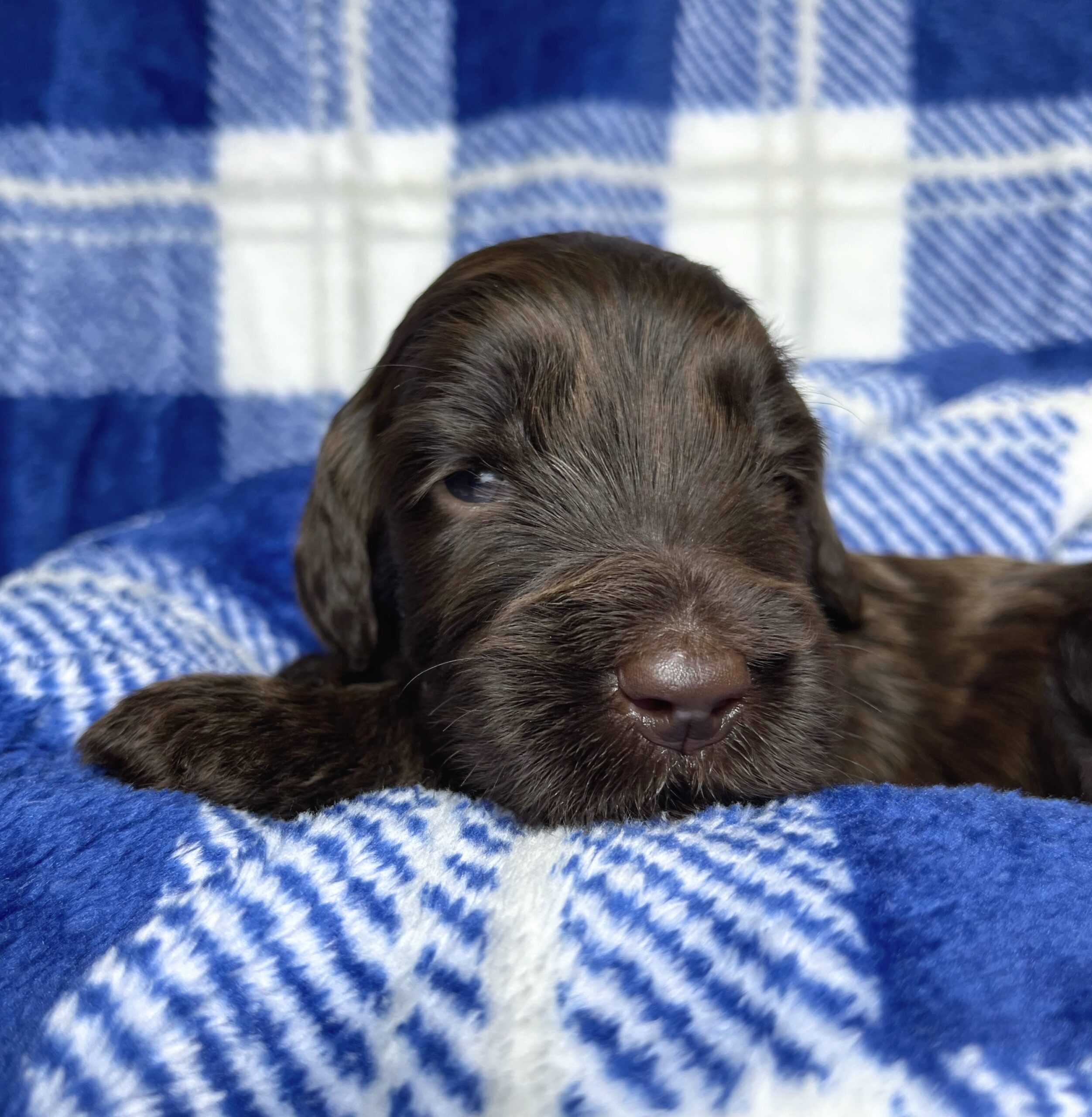 Reese M 3 wks 3-3