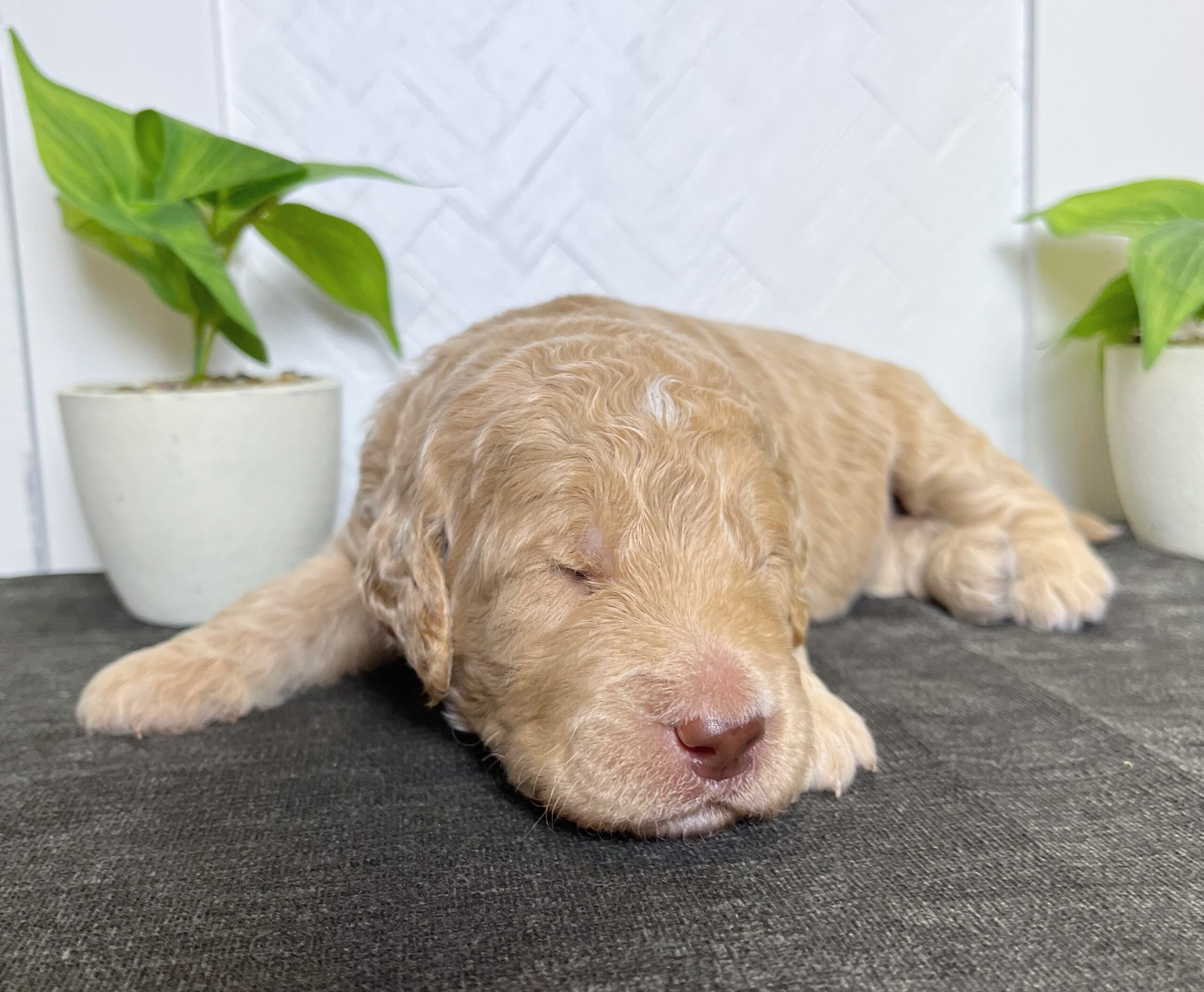 Tan Standard Goldendoodle for sale NY Dandy Doodles
