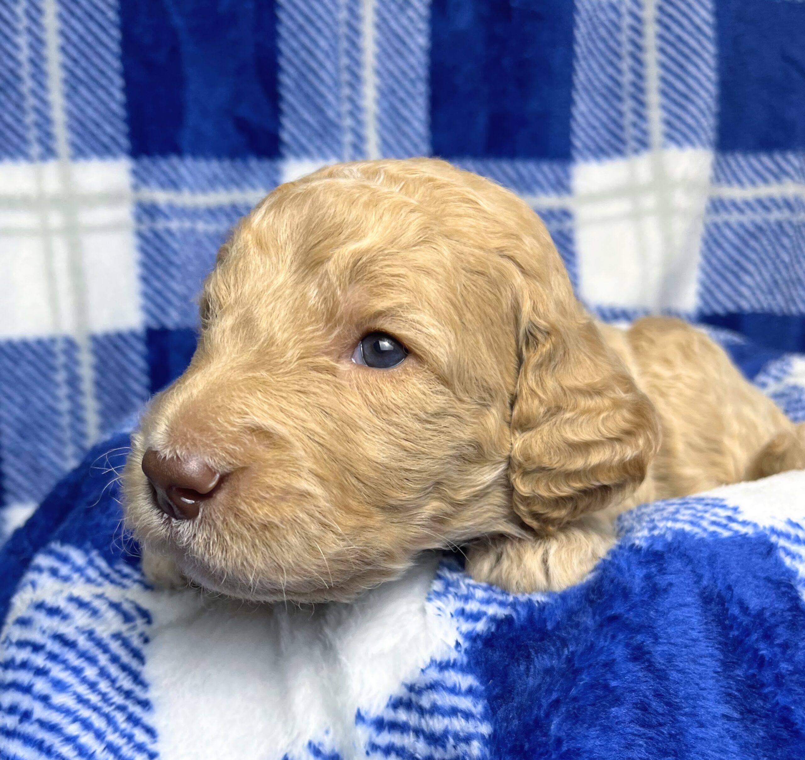 Wafer M 3 wks 2-3
