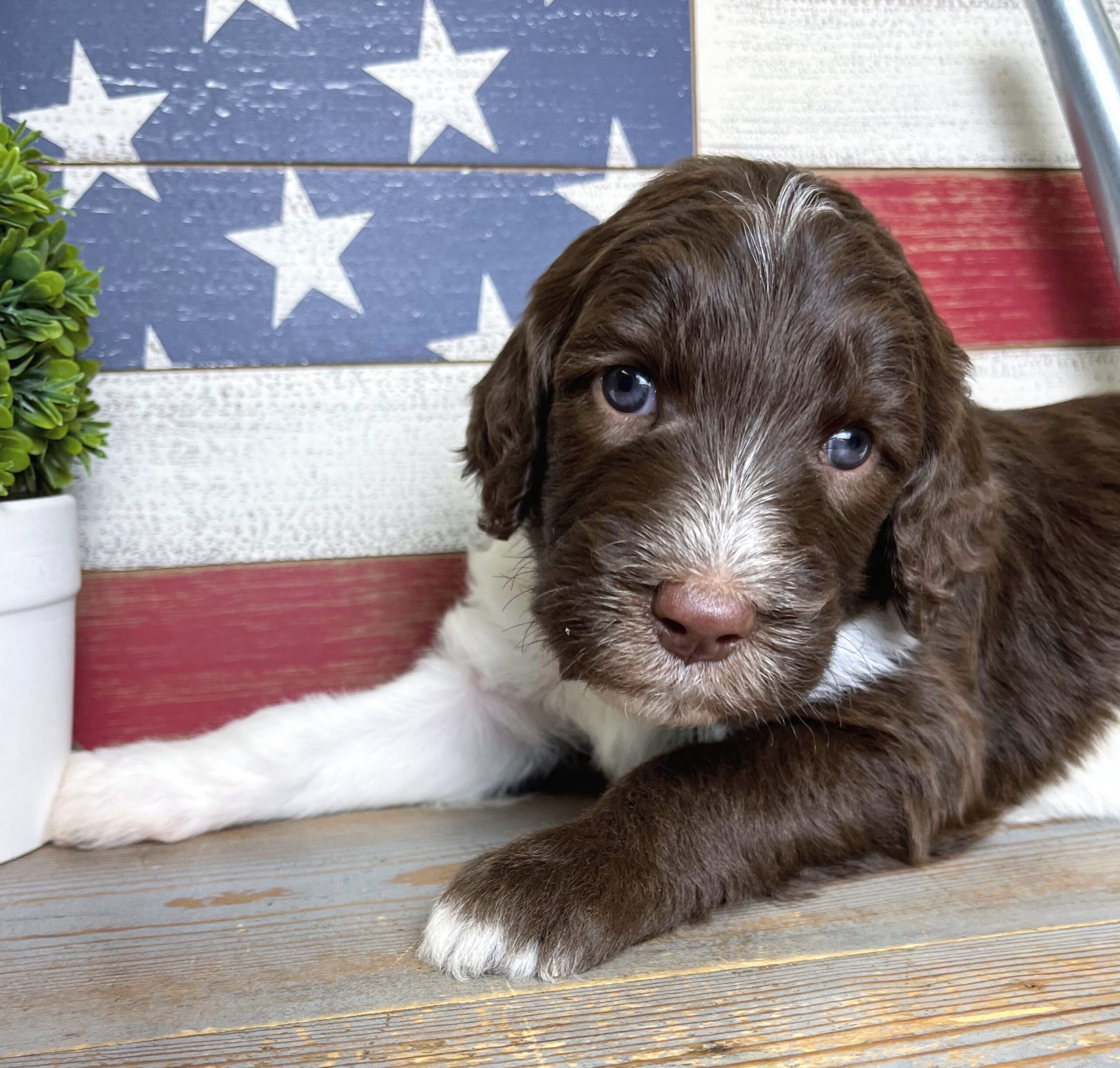 Cadbury M 4 wks 2-3