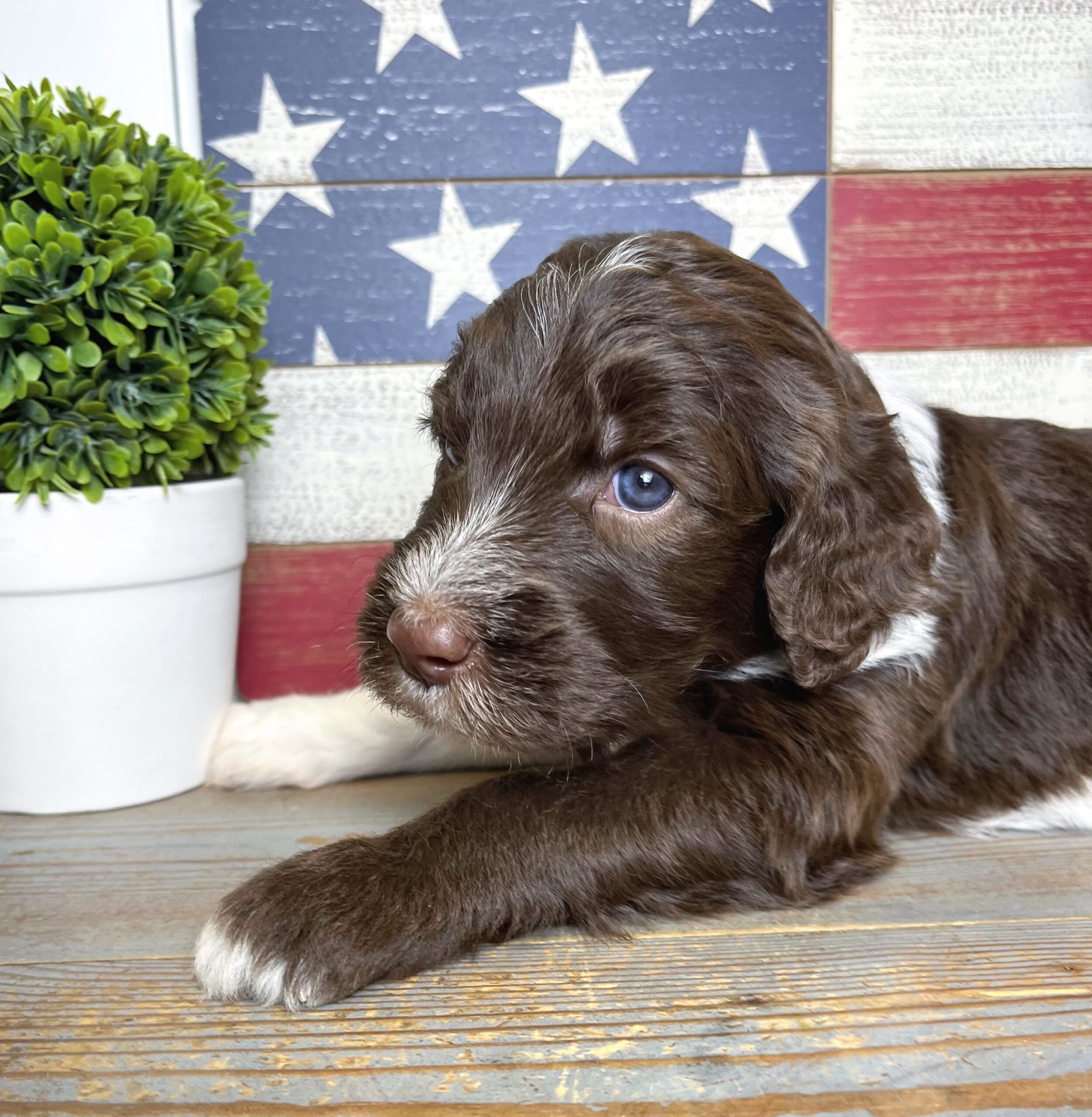 Cadbury M 4 wks 3-3