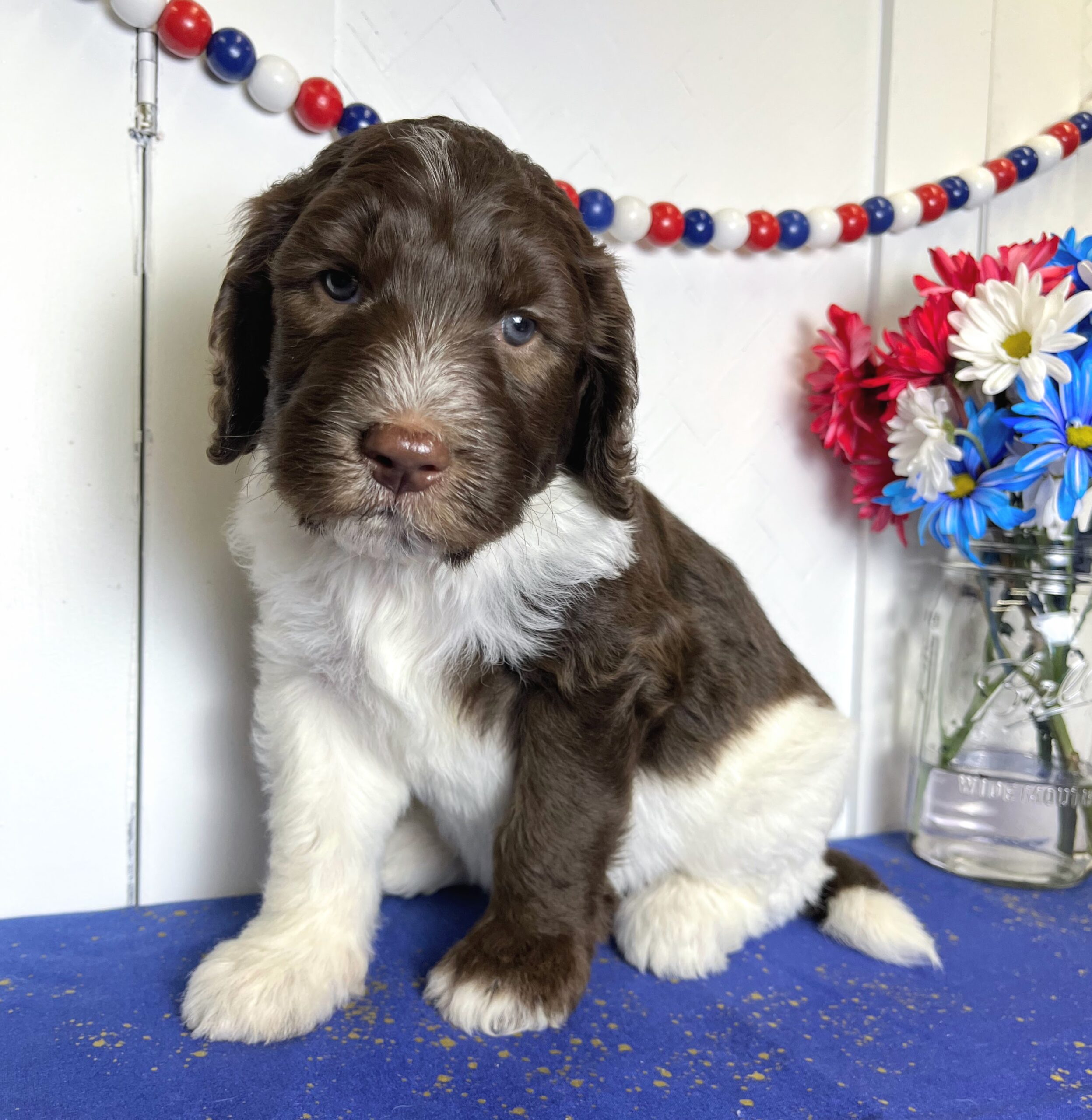 Chocolate Parti Goldendoodle puppies for sale NY Dandy Doodles
