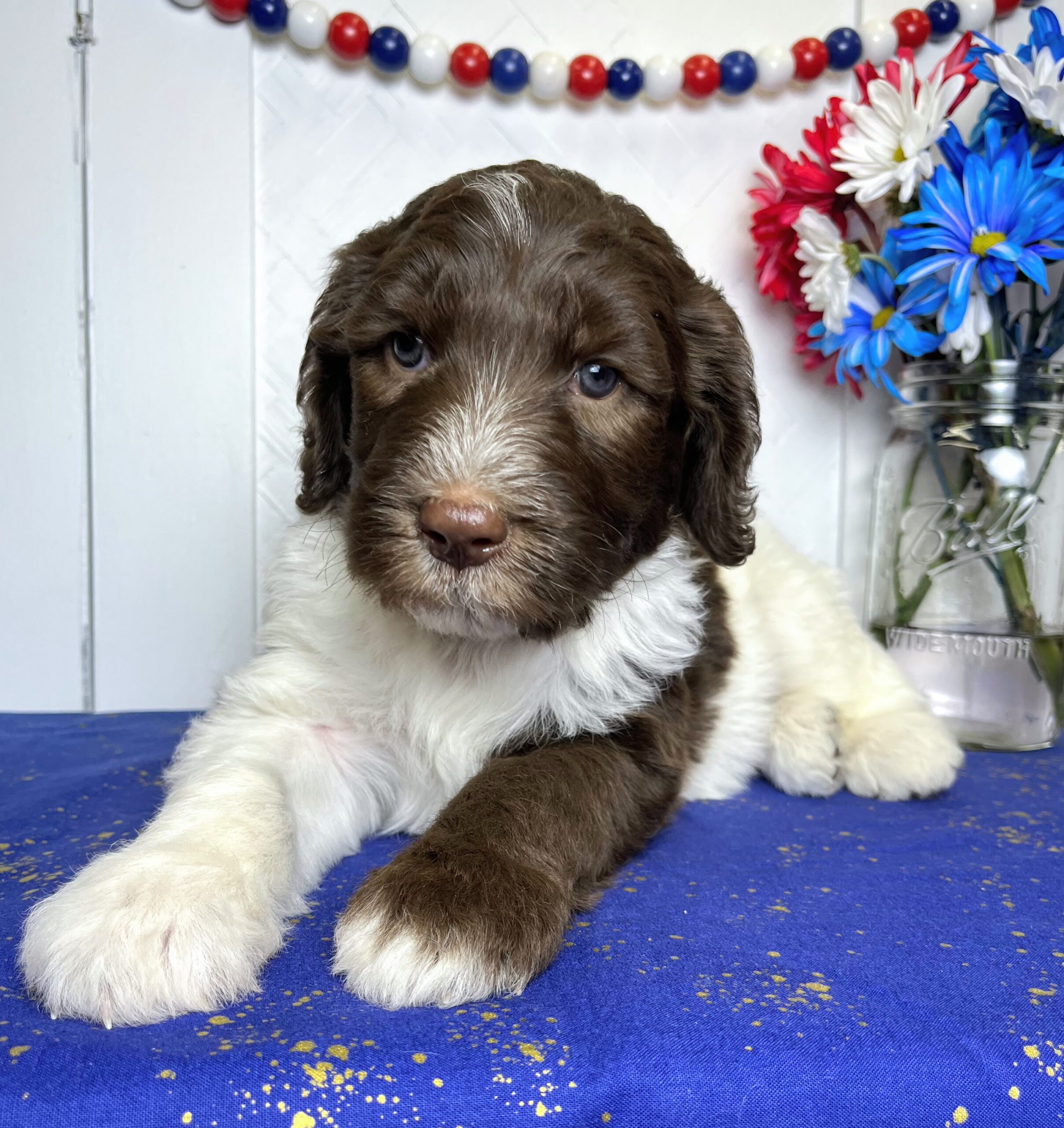 Cadbury M 5 wks 2-3