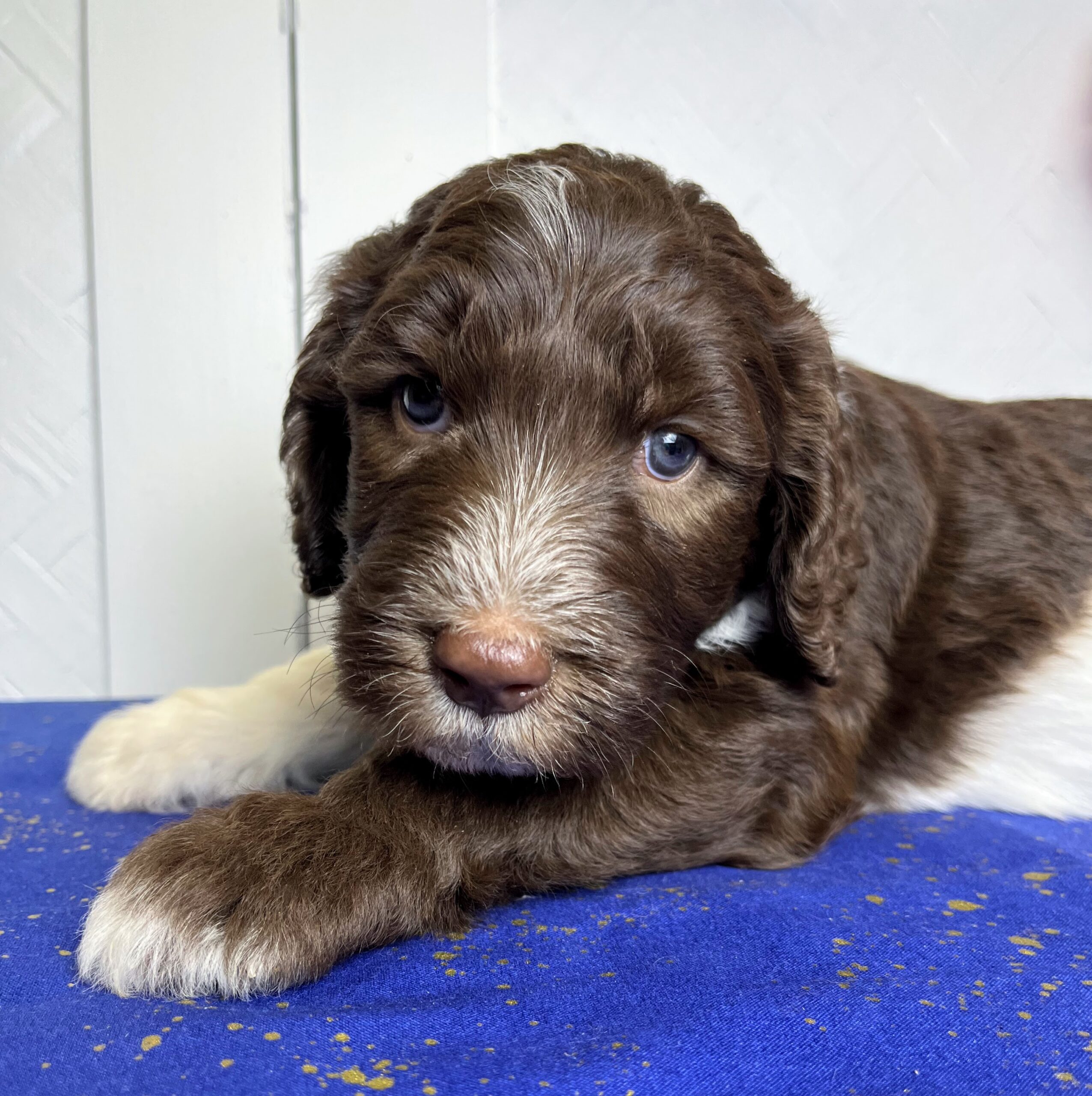 Cadbury M 5 wks 3-3